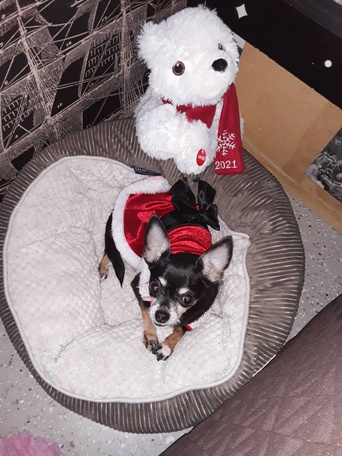 cici - chihuahua available for adoption in Calgary