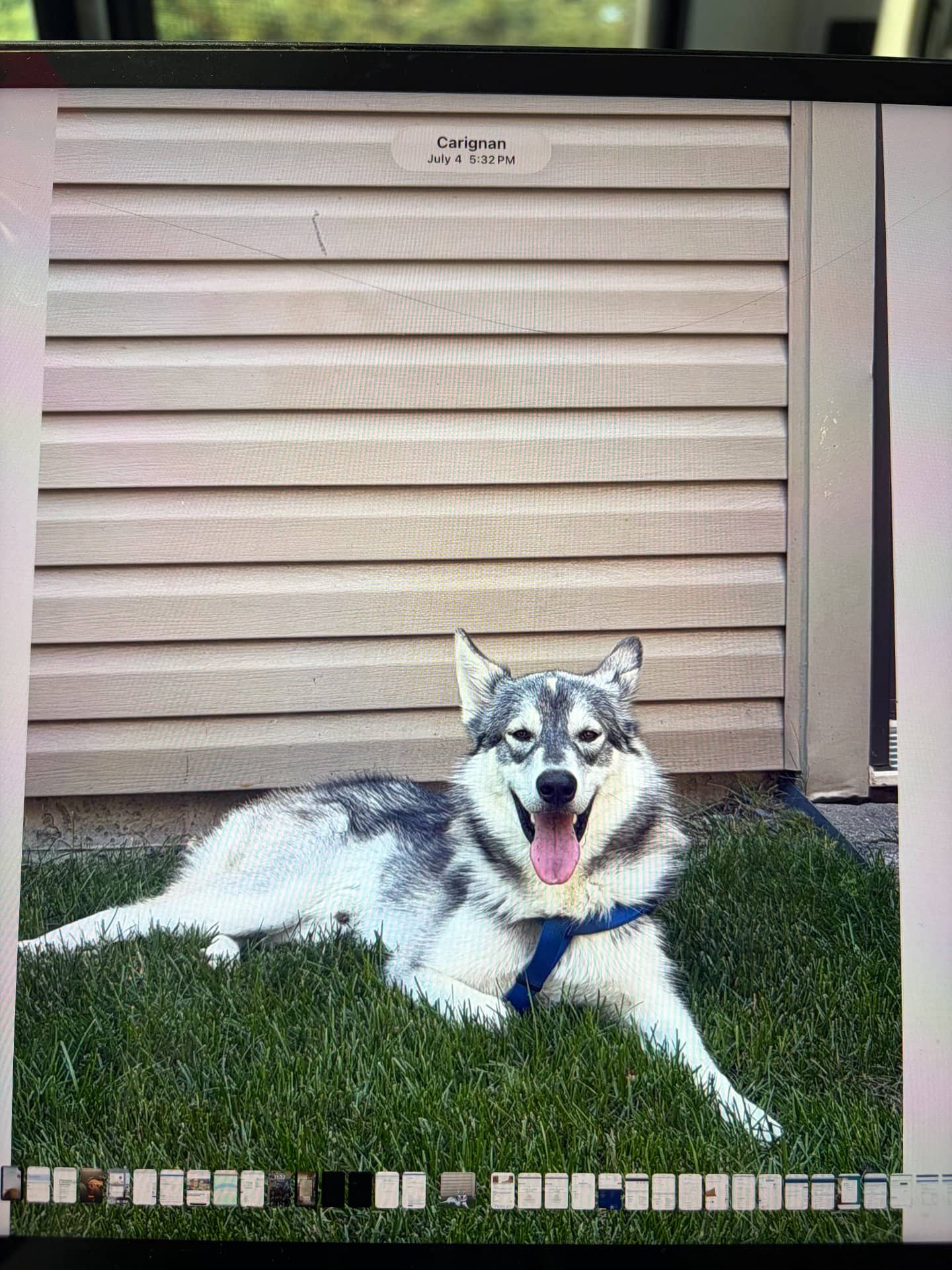 Adam - Siberian Husky available for adoption at Owner Rehoming in Montreal (1 of 4)