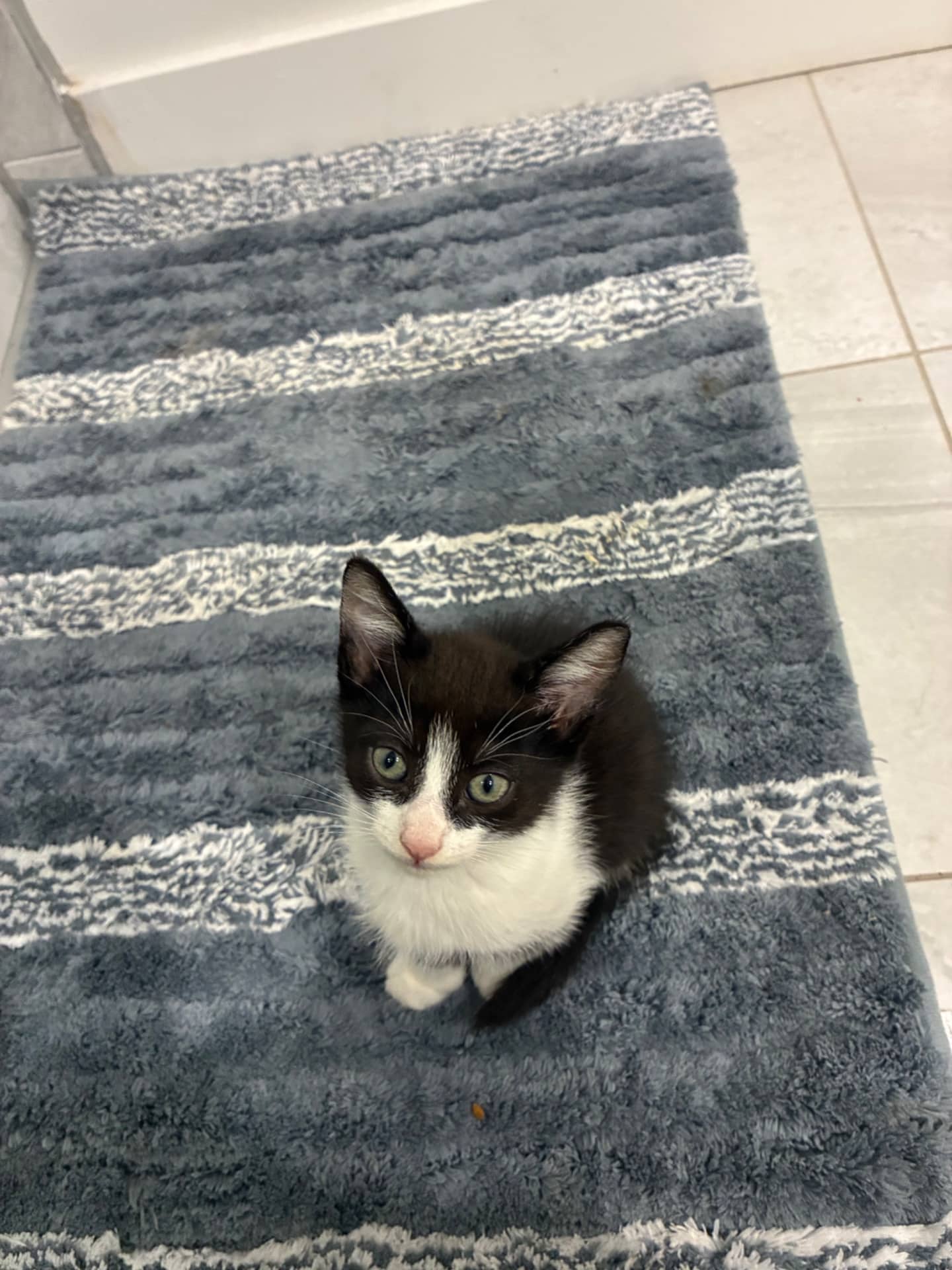 Ollie - Domestic Medium Hair cat available for adoption at Owner Rehoming in Halifax (1 of 3)