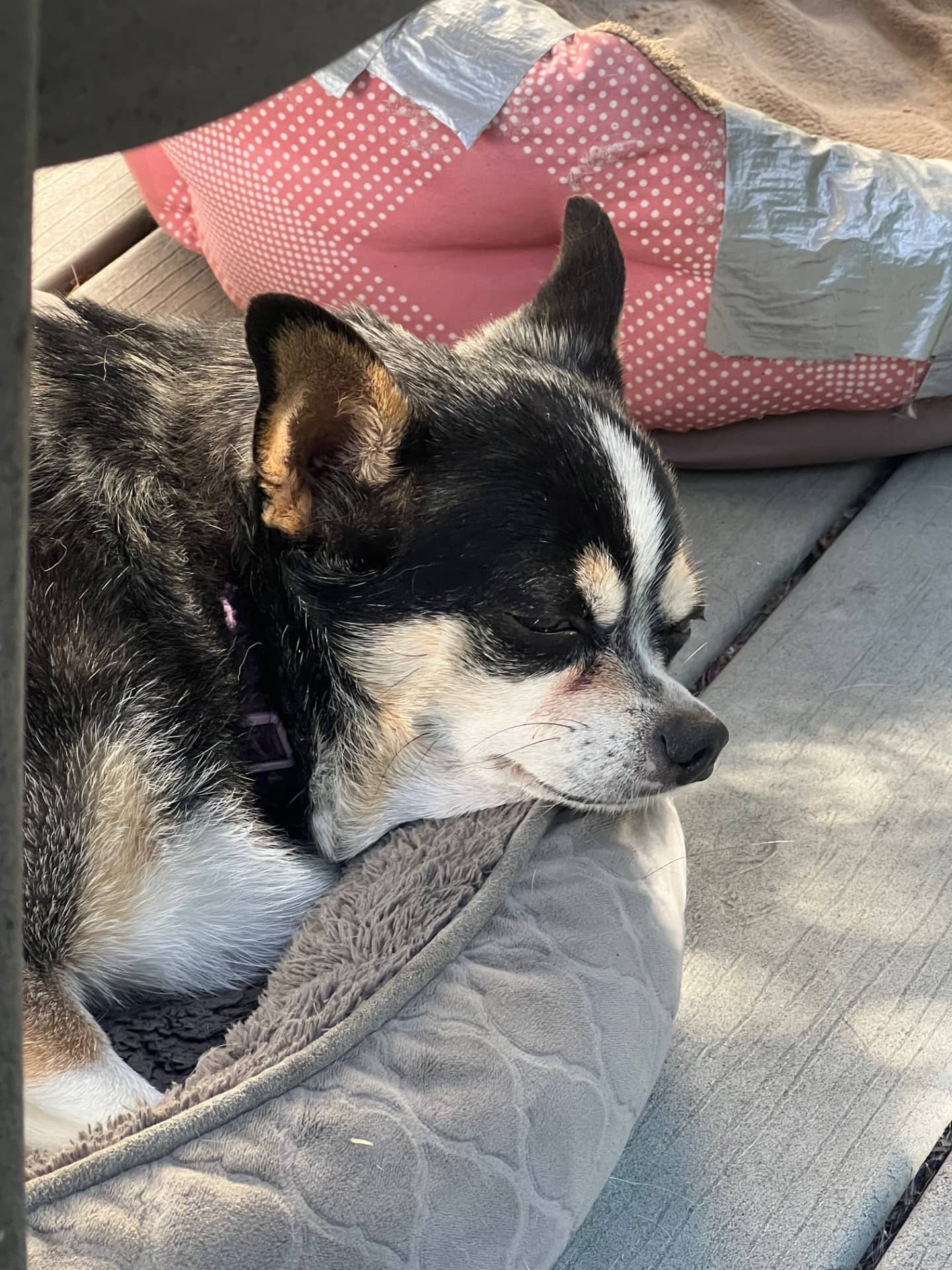 Elsa - Chihuahua X available for adoption at Owner Rehoming in Kamloops (1 of 4)