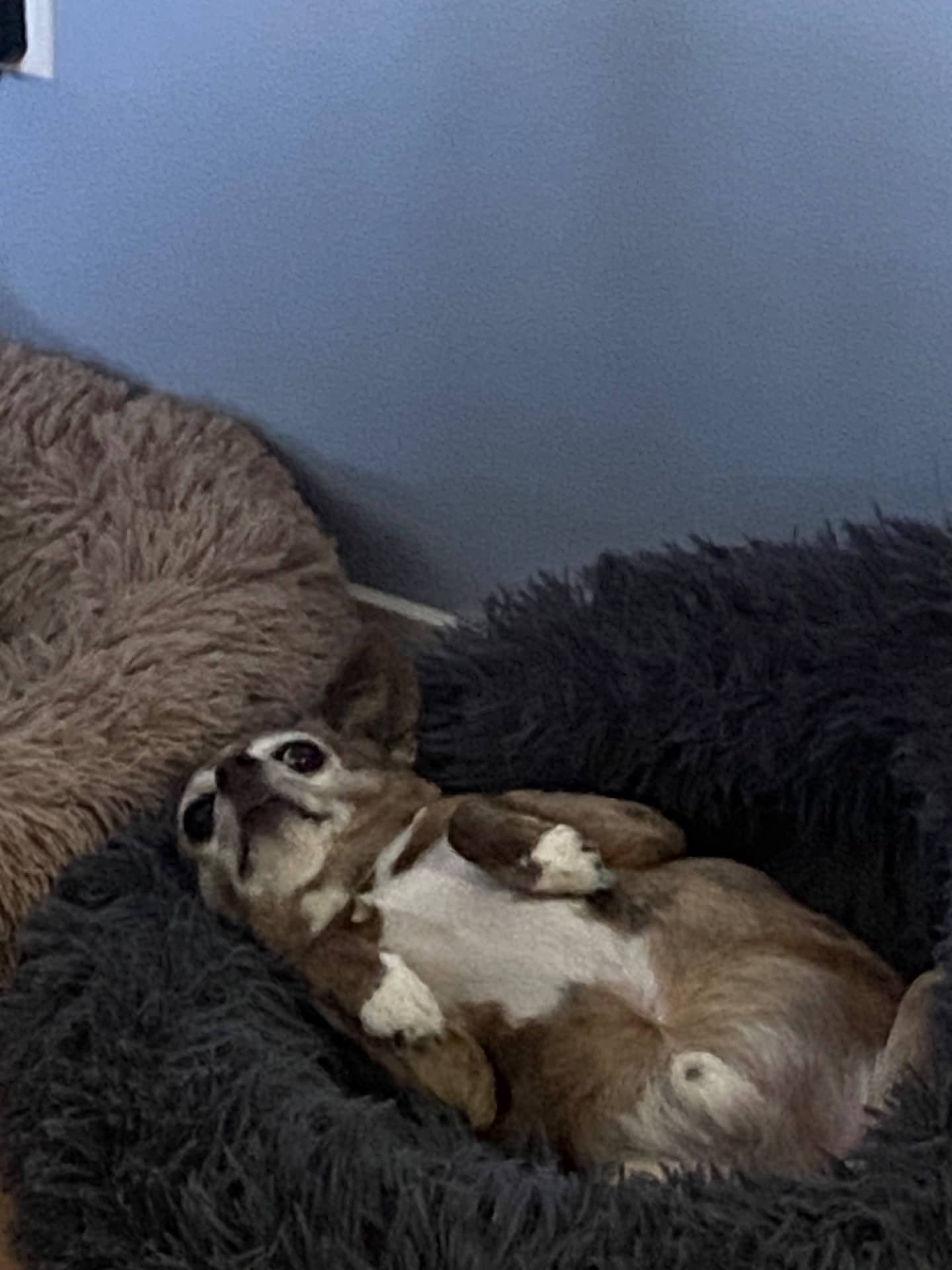 Paco - Chihuahua X available for adoption at Owner Rehoming in Kamloops (1 of 5)