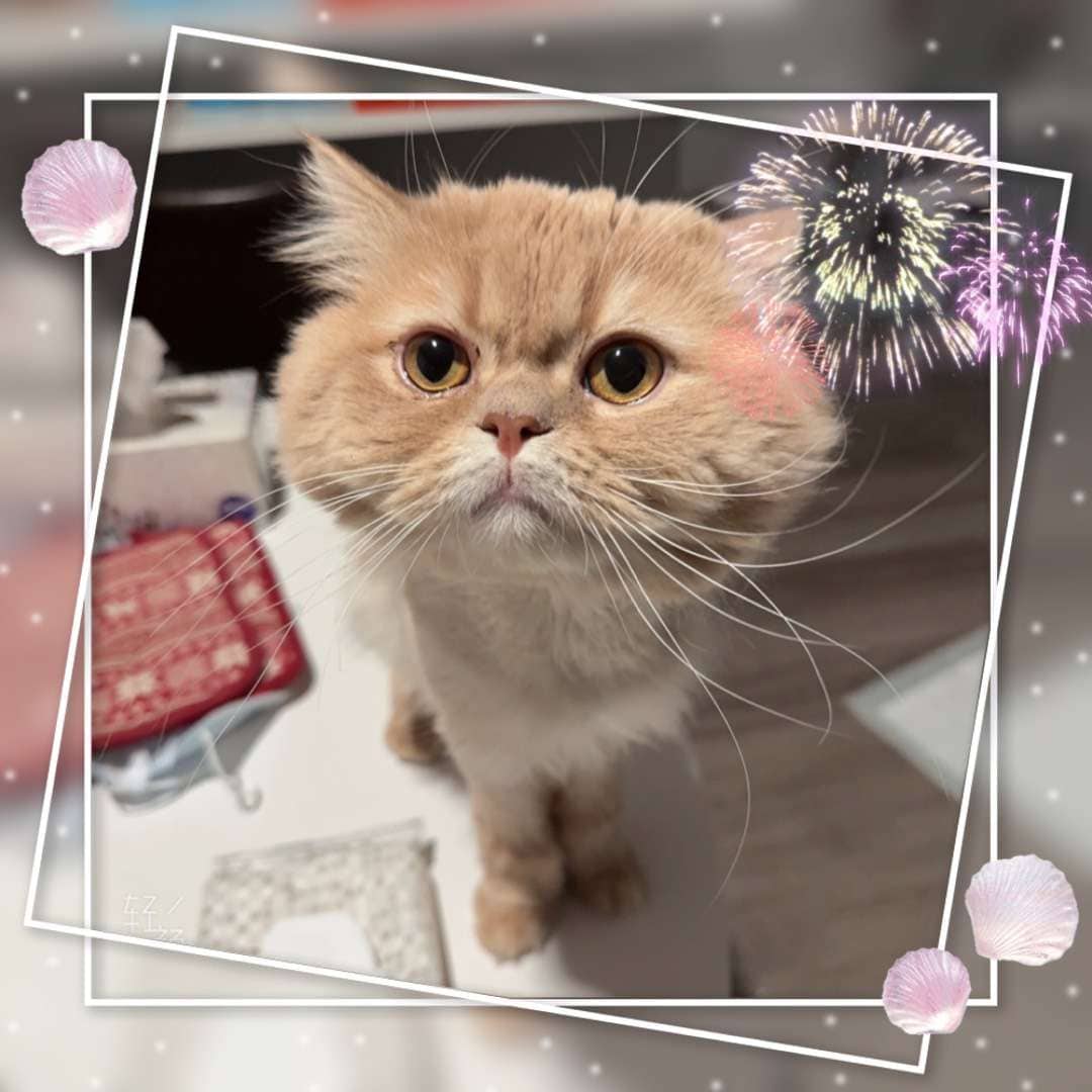 Snow - Domestic longhair cat available for adoption in Calgary