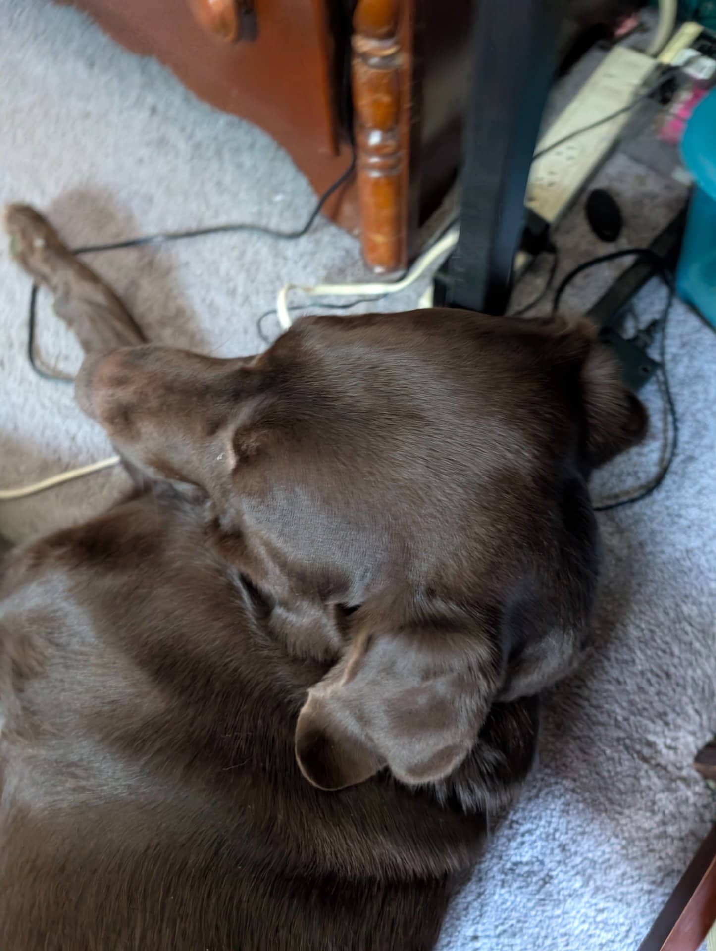Lincoln - Labrador Retriever available for adoption at Owner Rehoming in Kitchener