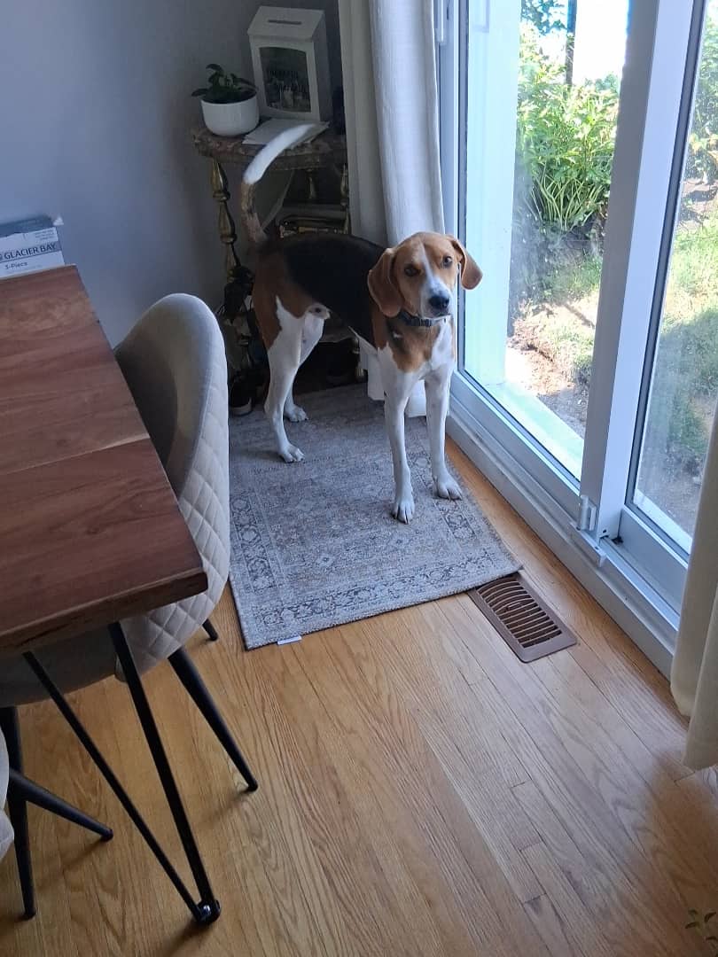 Banjo - Coon hound available for adoption in Ontario