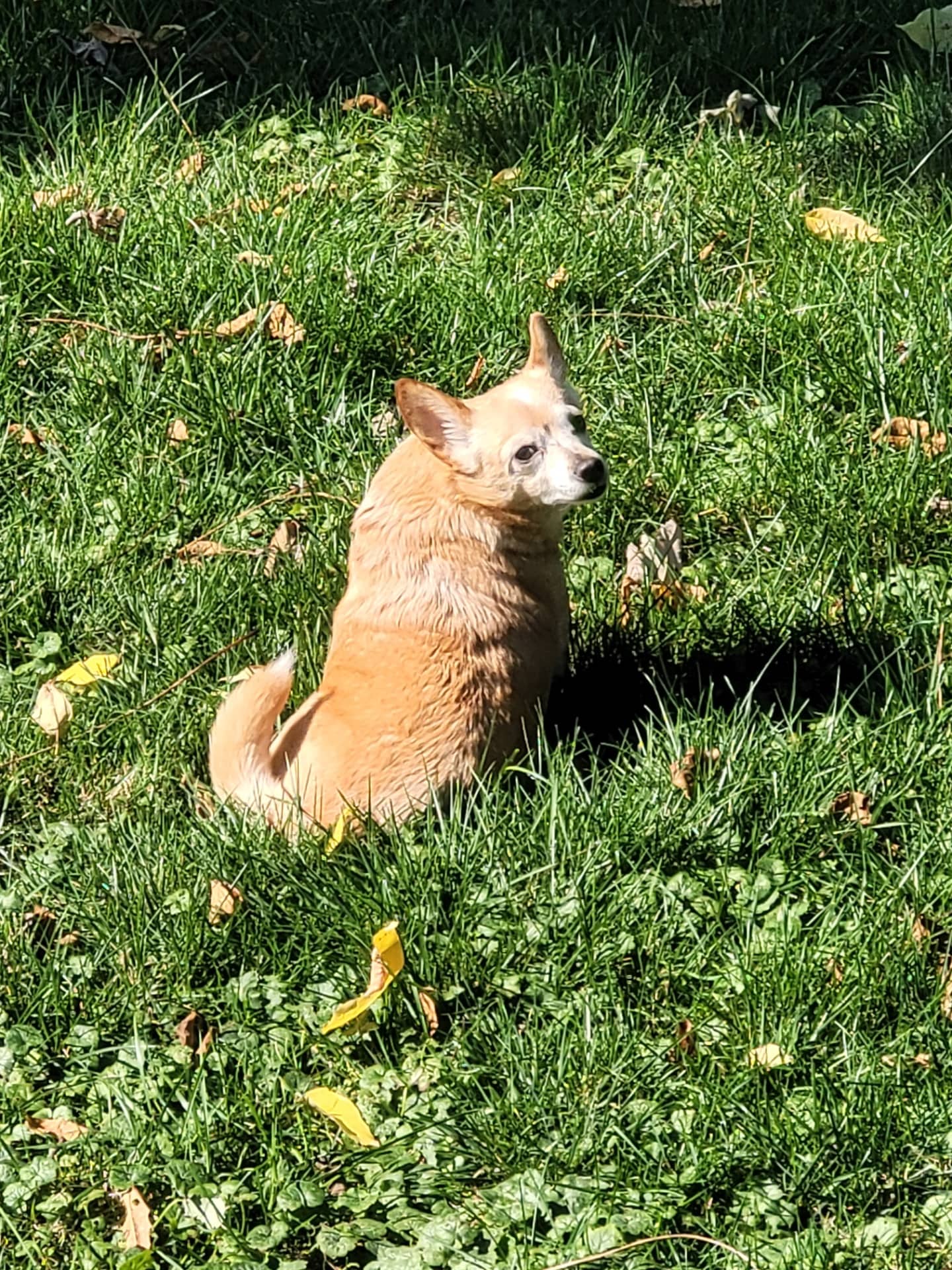 Annabelle - Chihuahua/Daschund mix (Chiweenie) available for adoption in Ontario