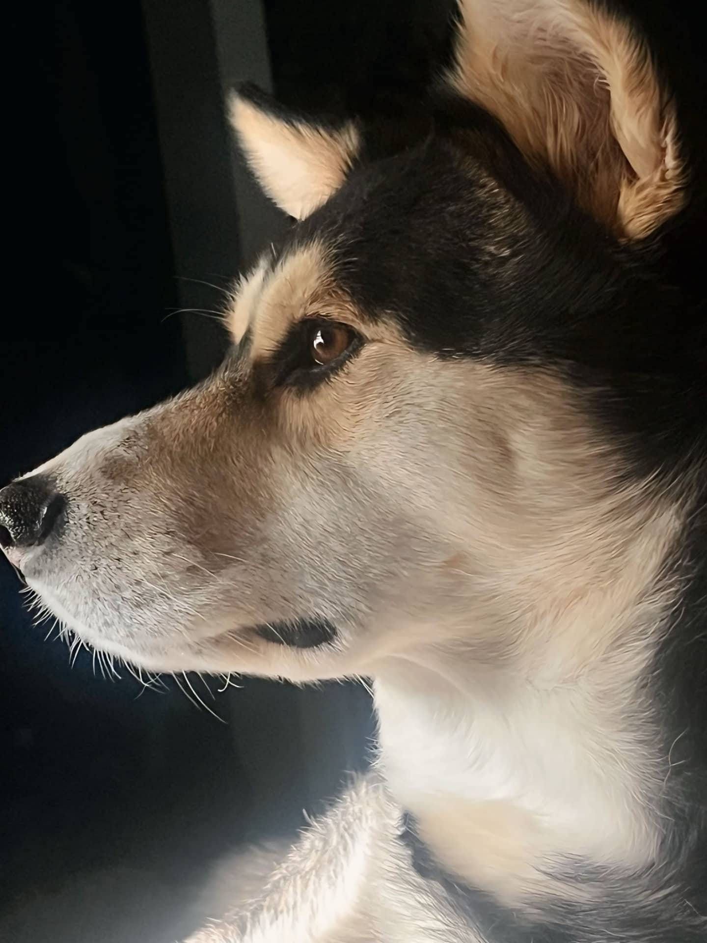 Toby - Husky available for adoption in Alberta