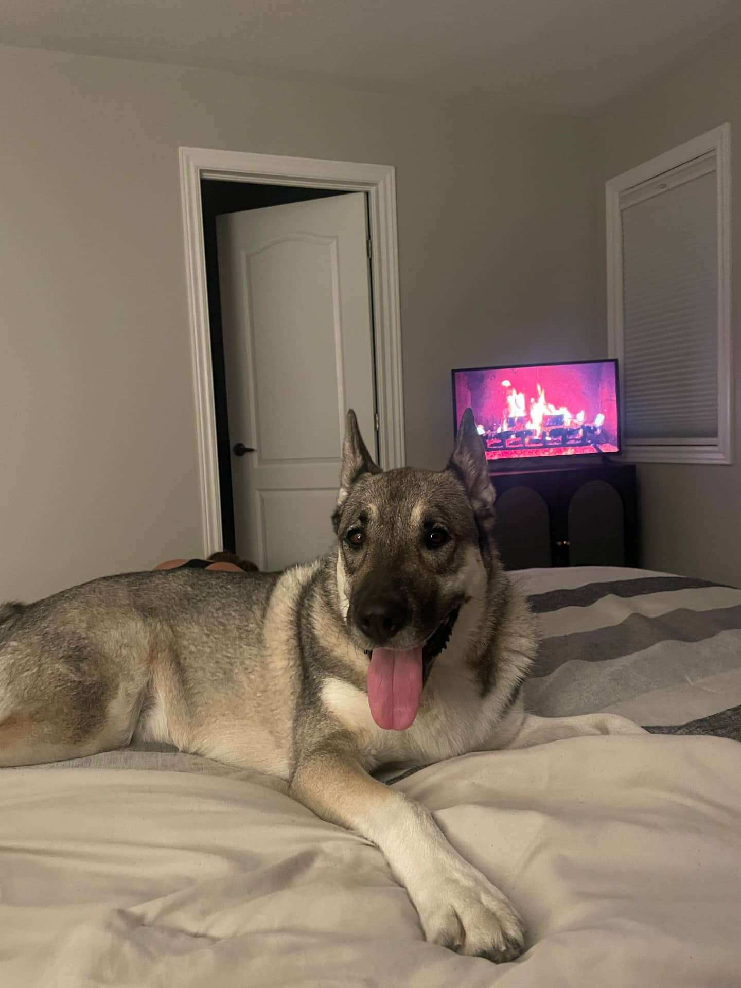 Moose - Husky/Shepherd available for adoption in Ontario