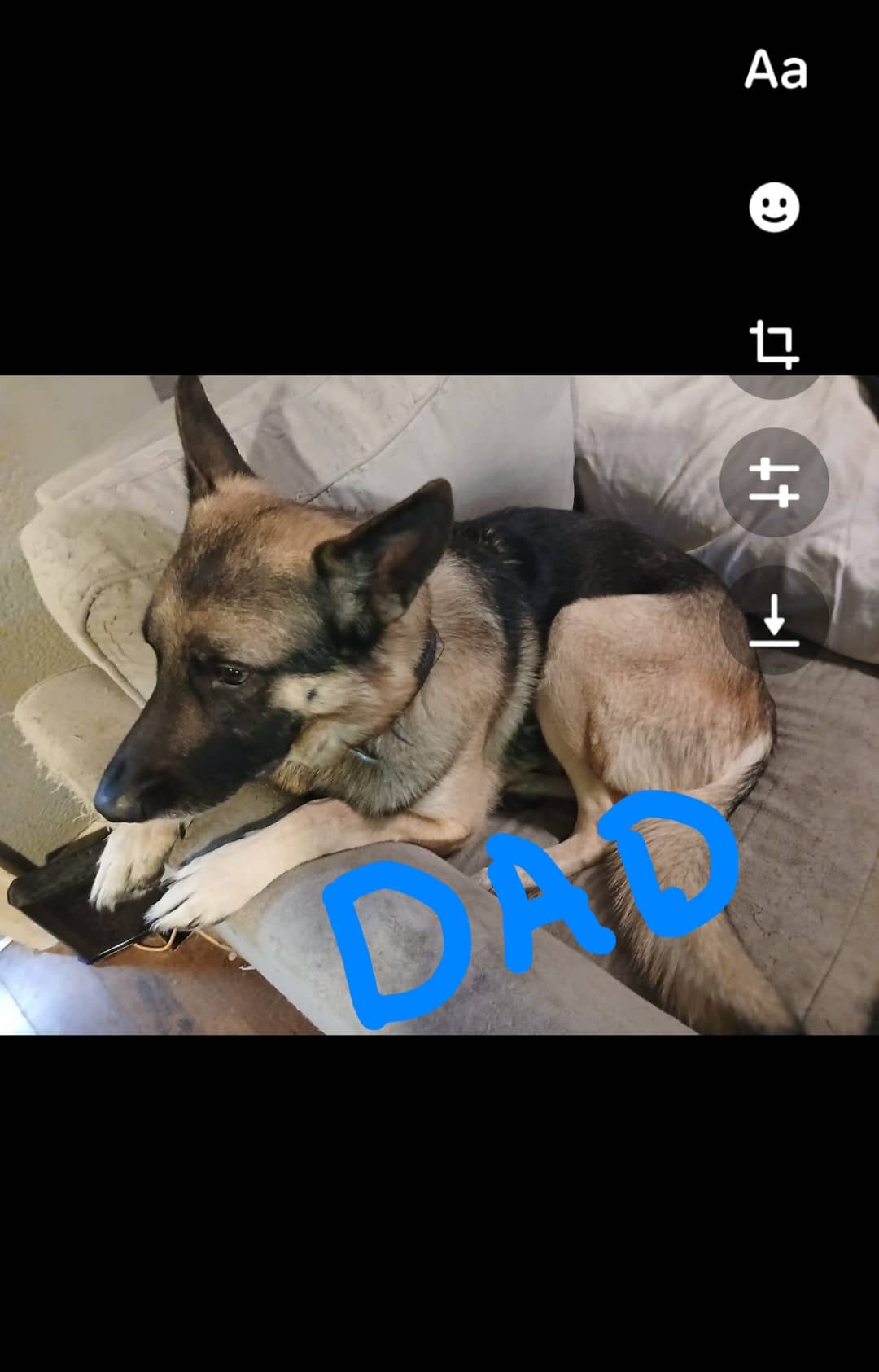 Diesle - King german shephard available for adoption at Owner Rehoming in Niagara Falls