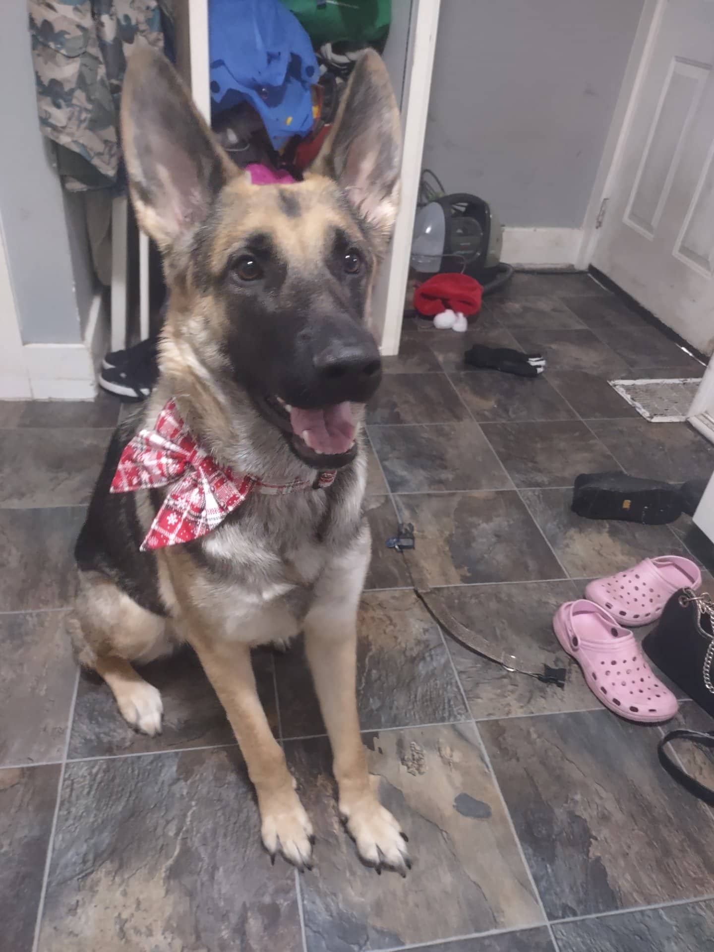 Pheonix - King german shephard available for adoption at Owner Rehoming in Niagara Falls
