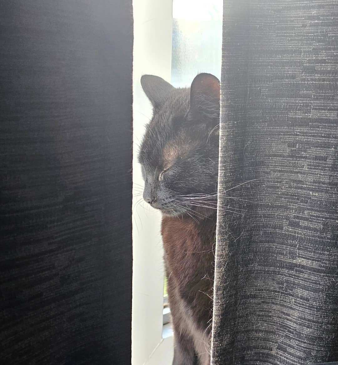 Tsuki - Domestic Shorthair available for adoption