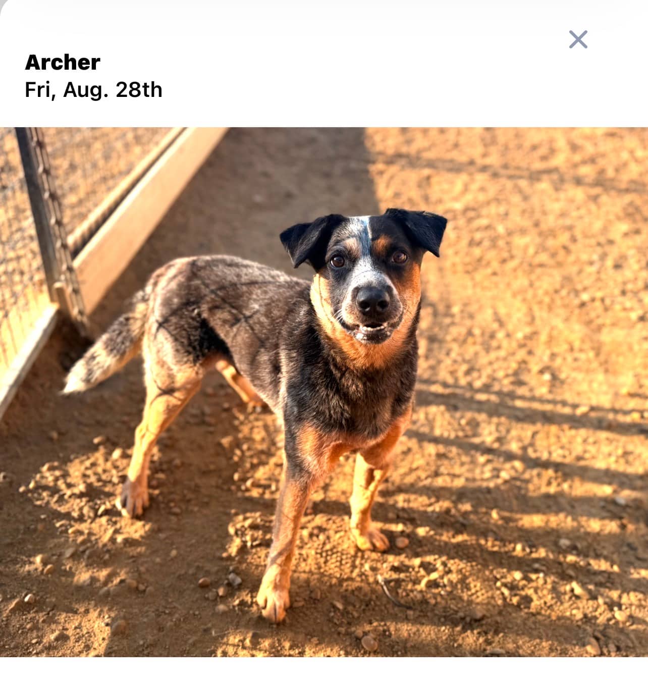 Archer - Blue Heeler available for adoption at Owner Rehoming in Leduc (1 of 5)