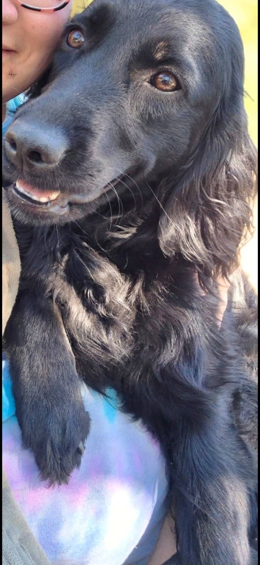 Missy - Golden doodle available for adoption in Alberta