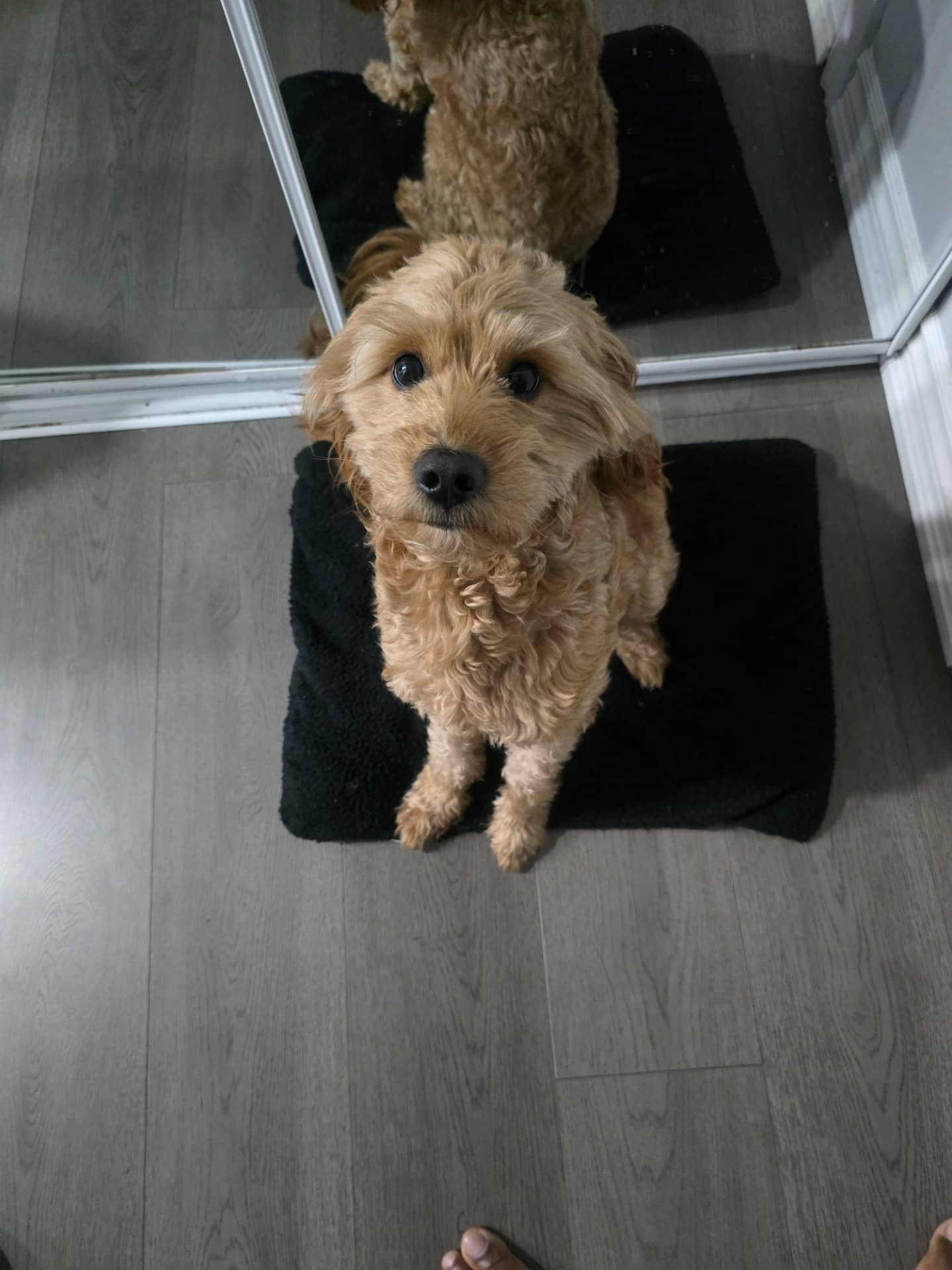 Blue - Goldendoodle available for adoption in Ontario