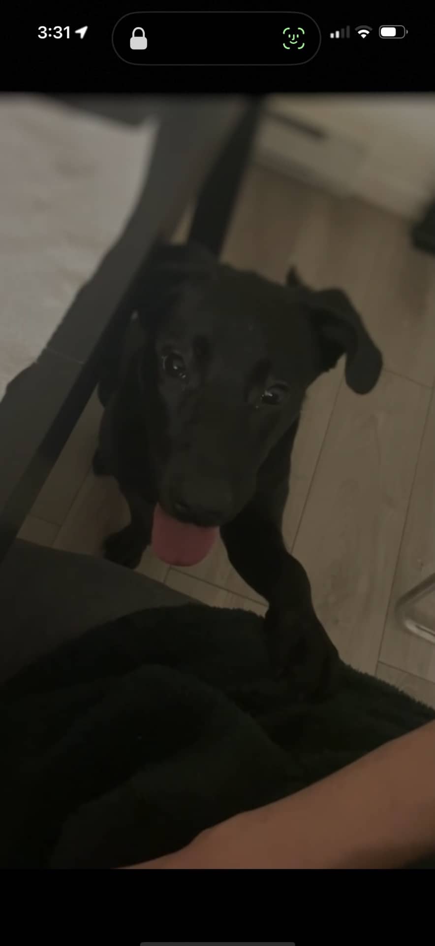 Sugar - Labrador available for adoption at Owner Rehoming in Vancouver (1 of 5)