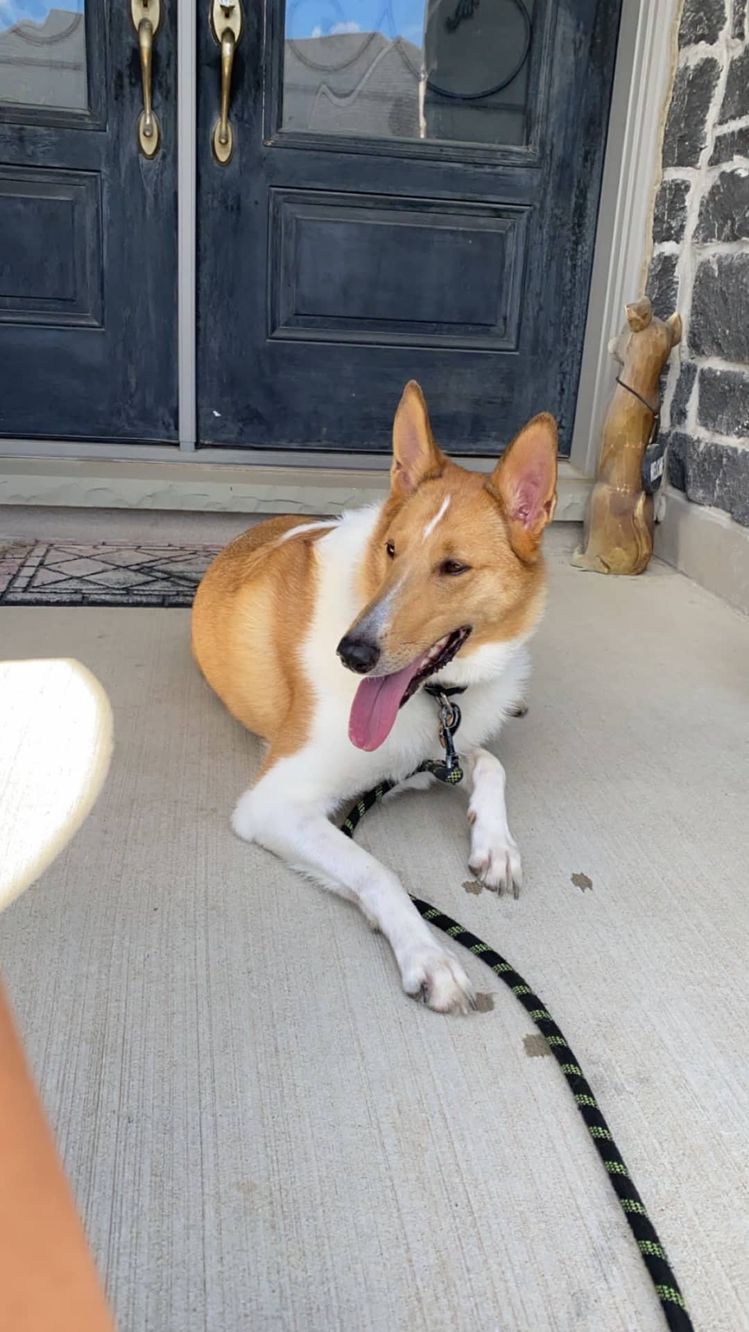 Molly - Smooth Collie available for adoption in Ontario