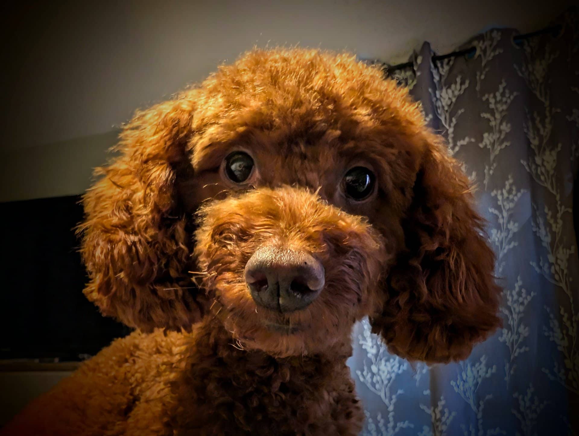 Ellie - Toy Poodle available for adoption in Ontario