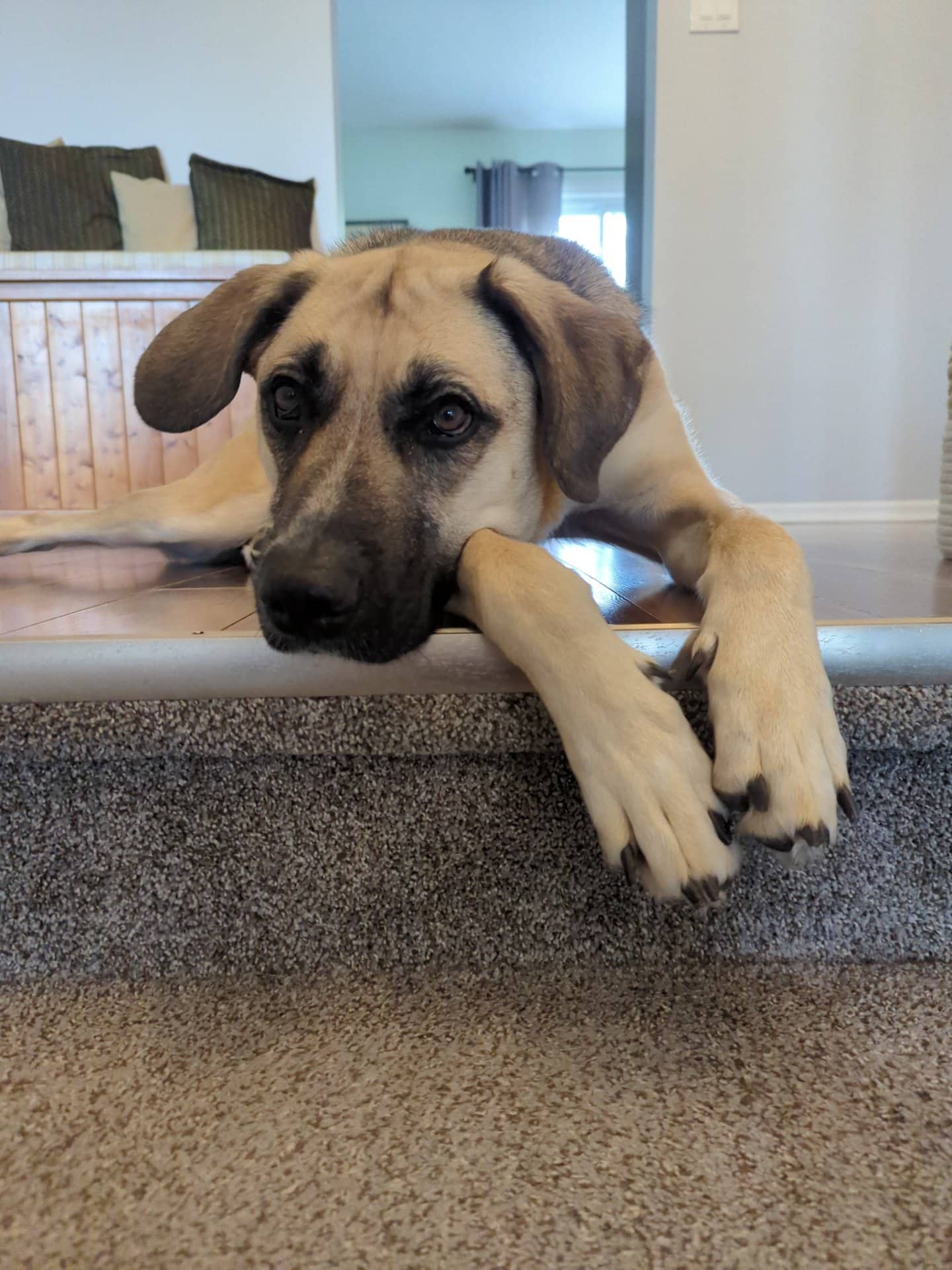 Xena - Shepherd Mix available for adoption at Owner Rehoming in Barrie (1 of 5)