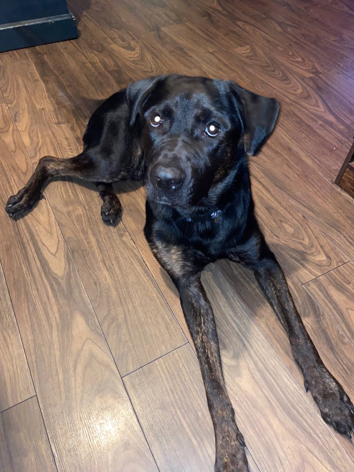 Duke - German shepherd/ Cane corso available for adoption at Owner Rehoming in London