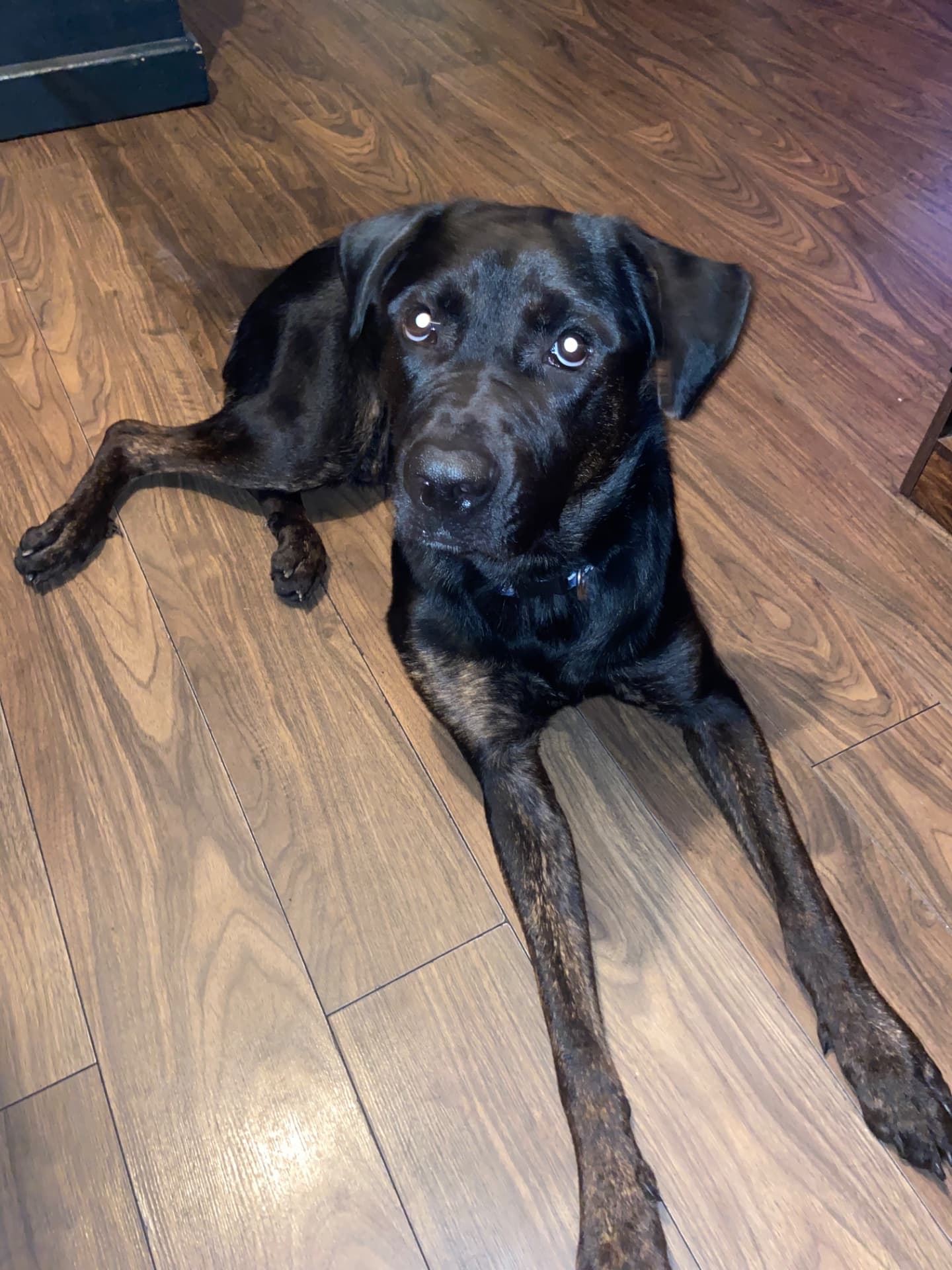 Duke