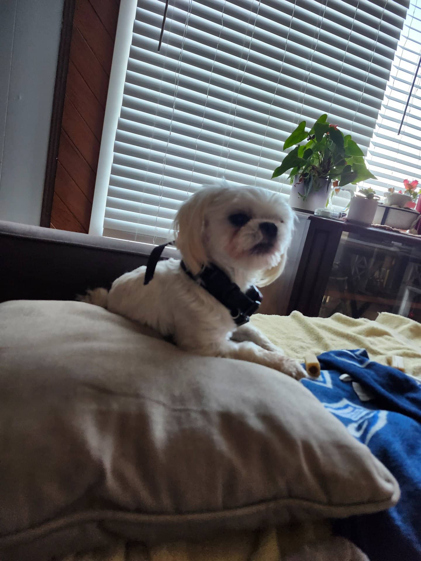 RIO( Charlie) - Maltese available for adoption in British Columbia