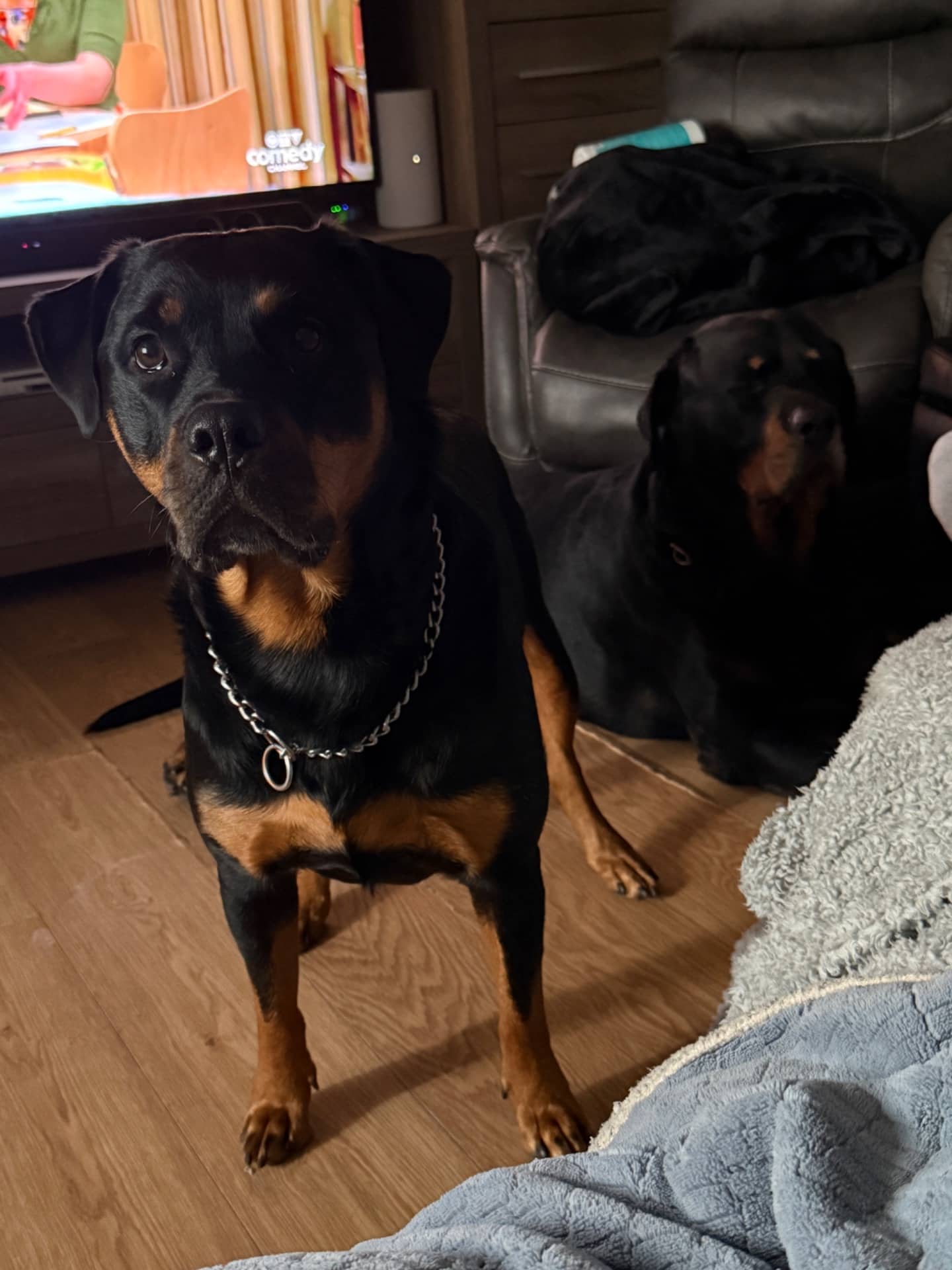 Queenie - Rottweiler available for adoption in New Brunswick
