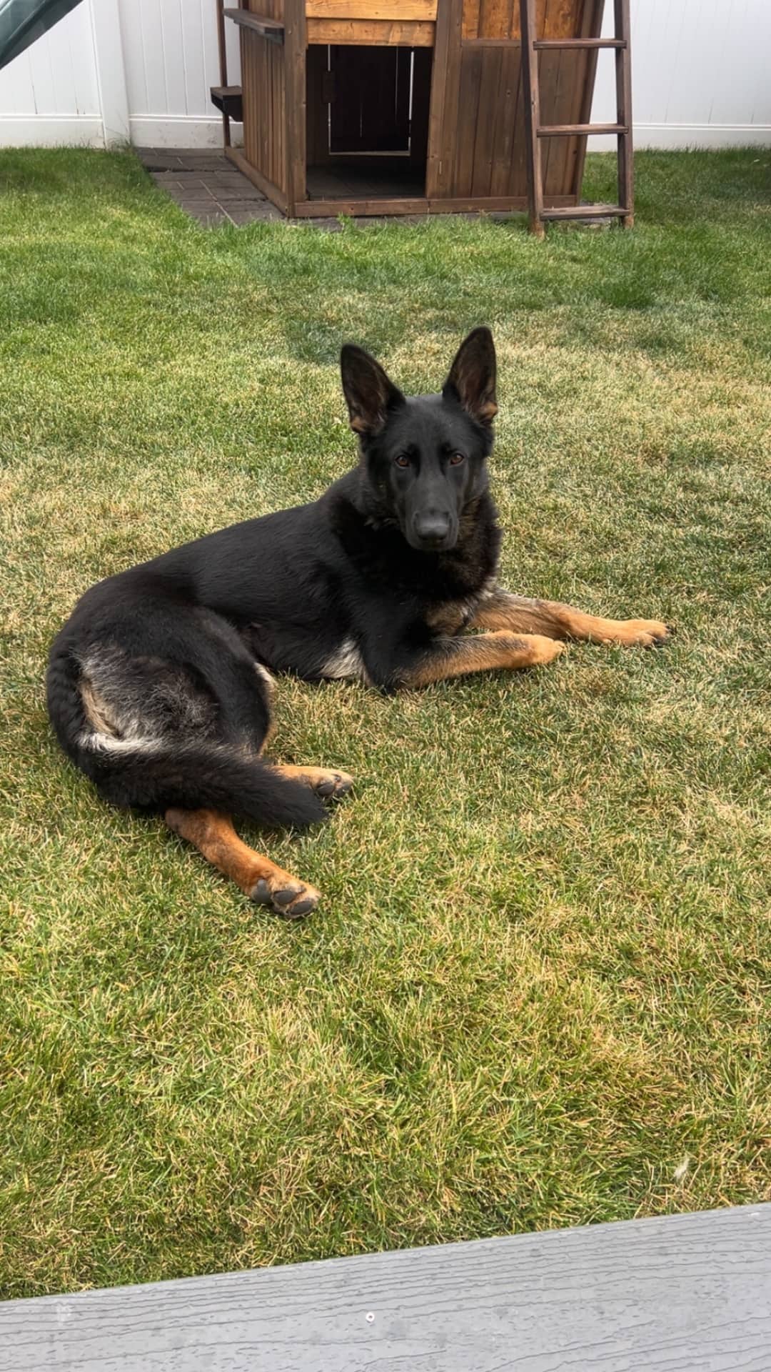 Arctic - German Shepherd available for adoption at Owner Rehoming in Saskatoon (1 of 4)