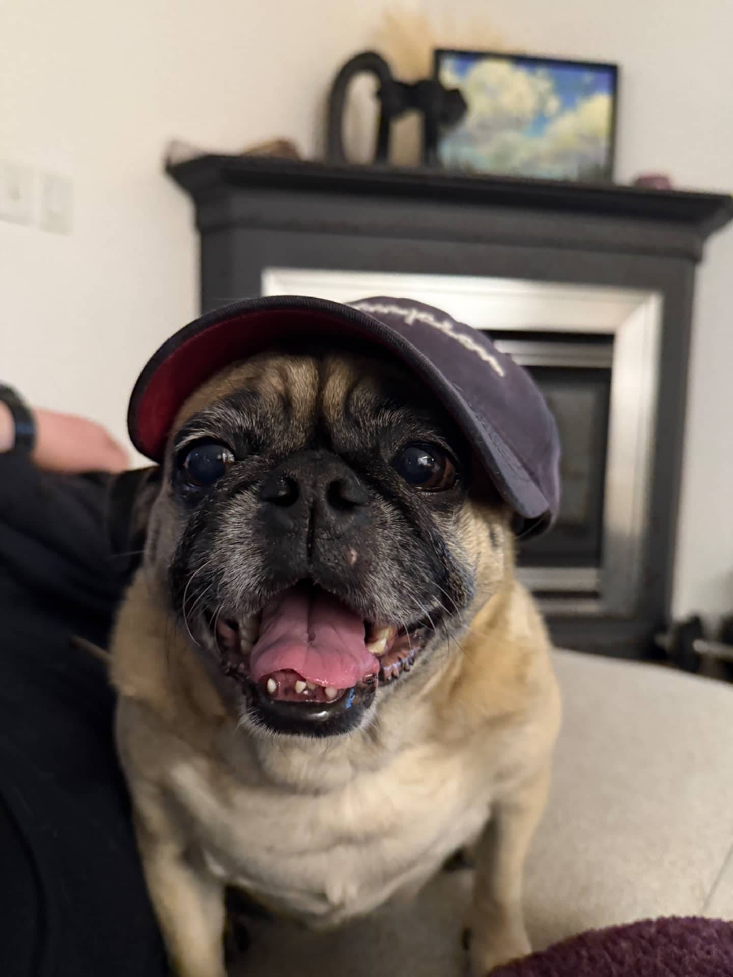 wangcai - Pug available for adoption in Alberta