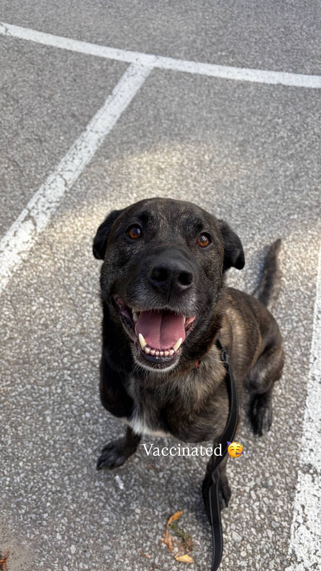 Jack - Lab/boxer mix available for adoption in Ontario
