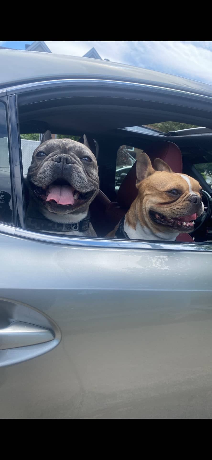 Loki and chapy - French Bulldog available for adoption in Quebec