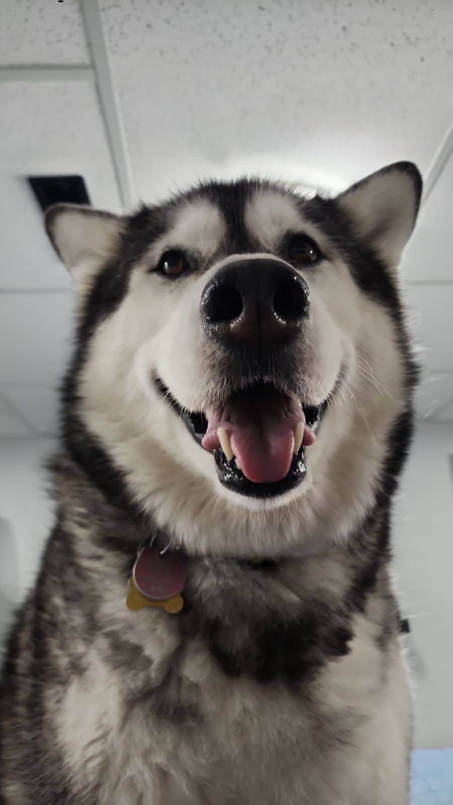 Granite - Alaskan Malamute available for adoption in Ontario