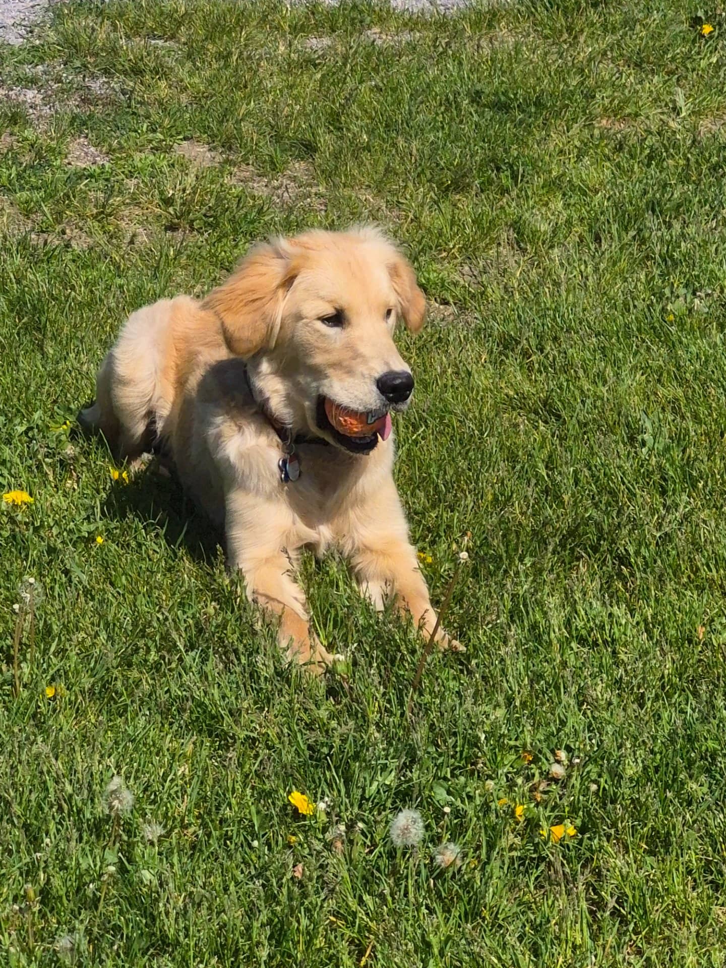 Biscuit - Golden Retriever available for adoption at Owner Rehoming in Peterborough (1 of 4)