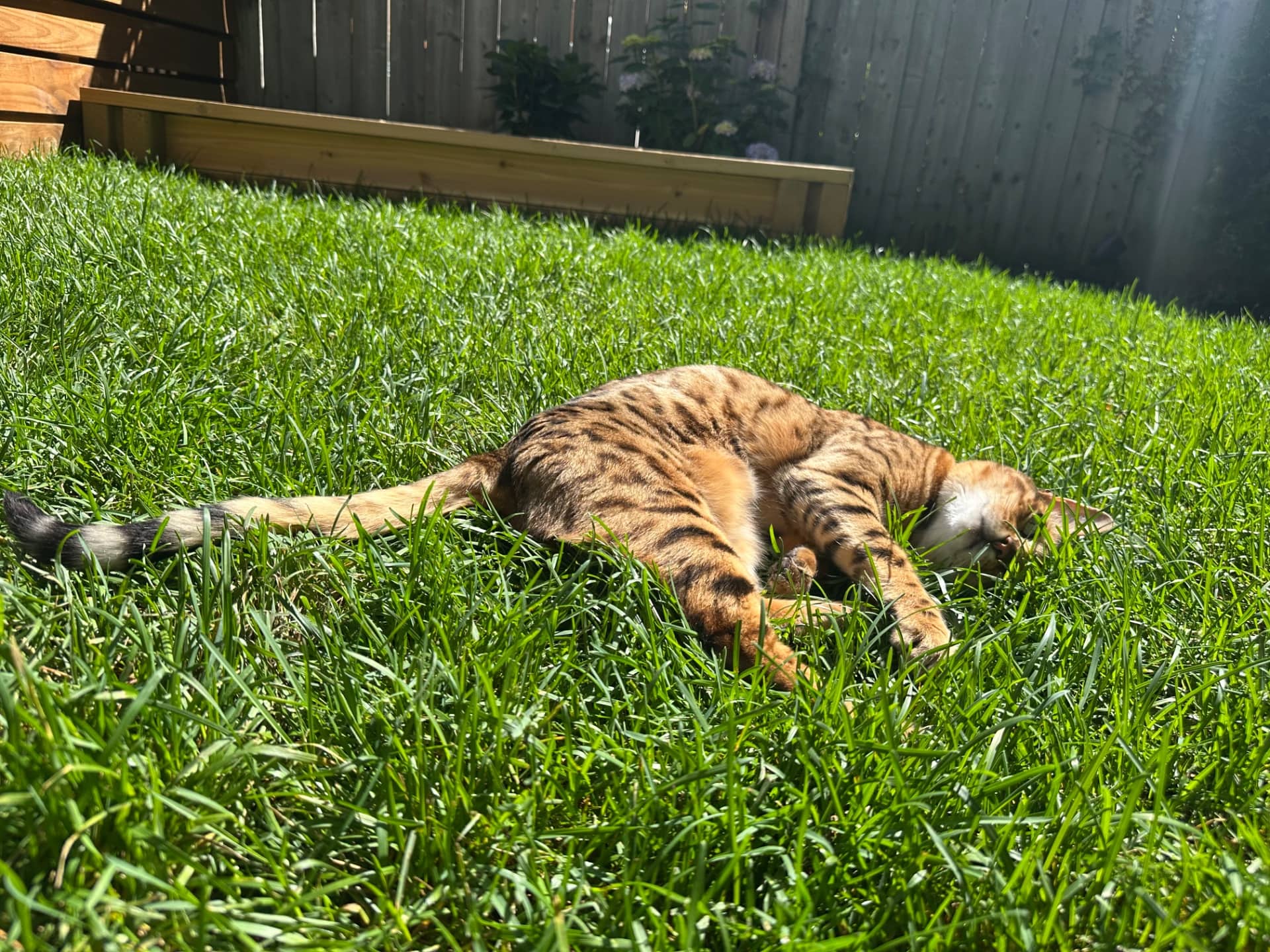 Cashew - Bengal available for adoption