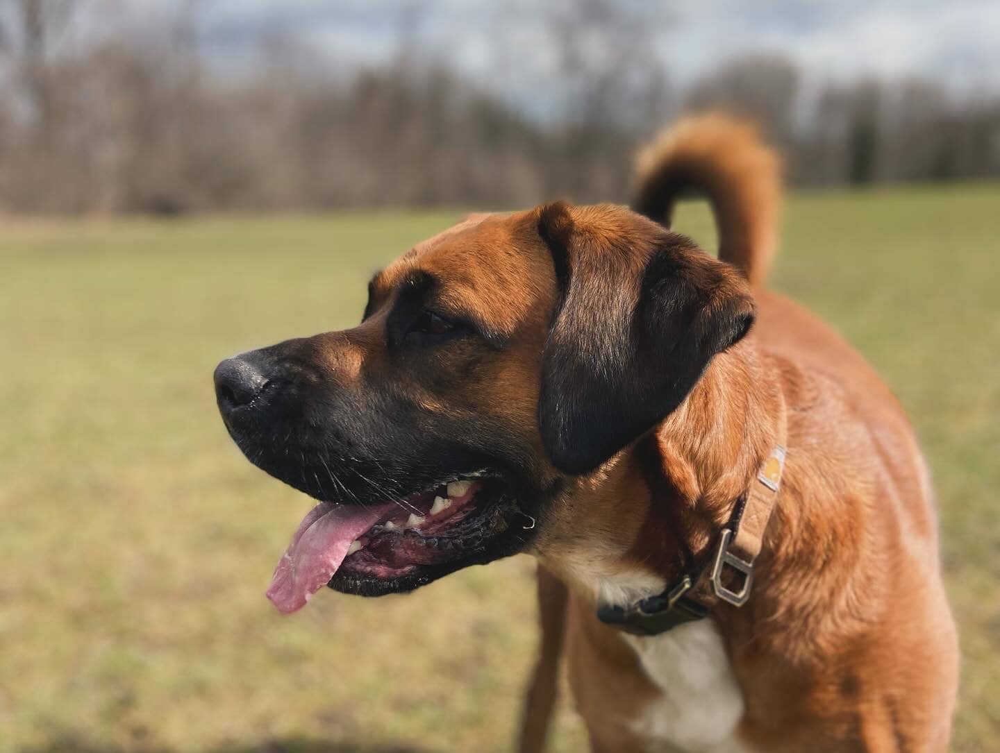 Echo - Boxer bernese st bernard available for adoption in Ontario