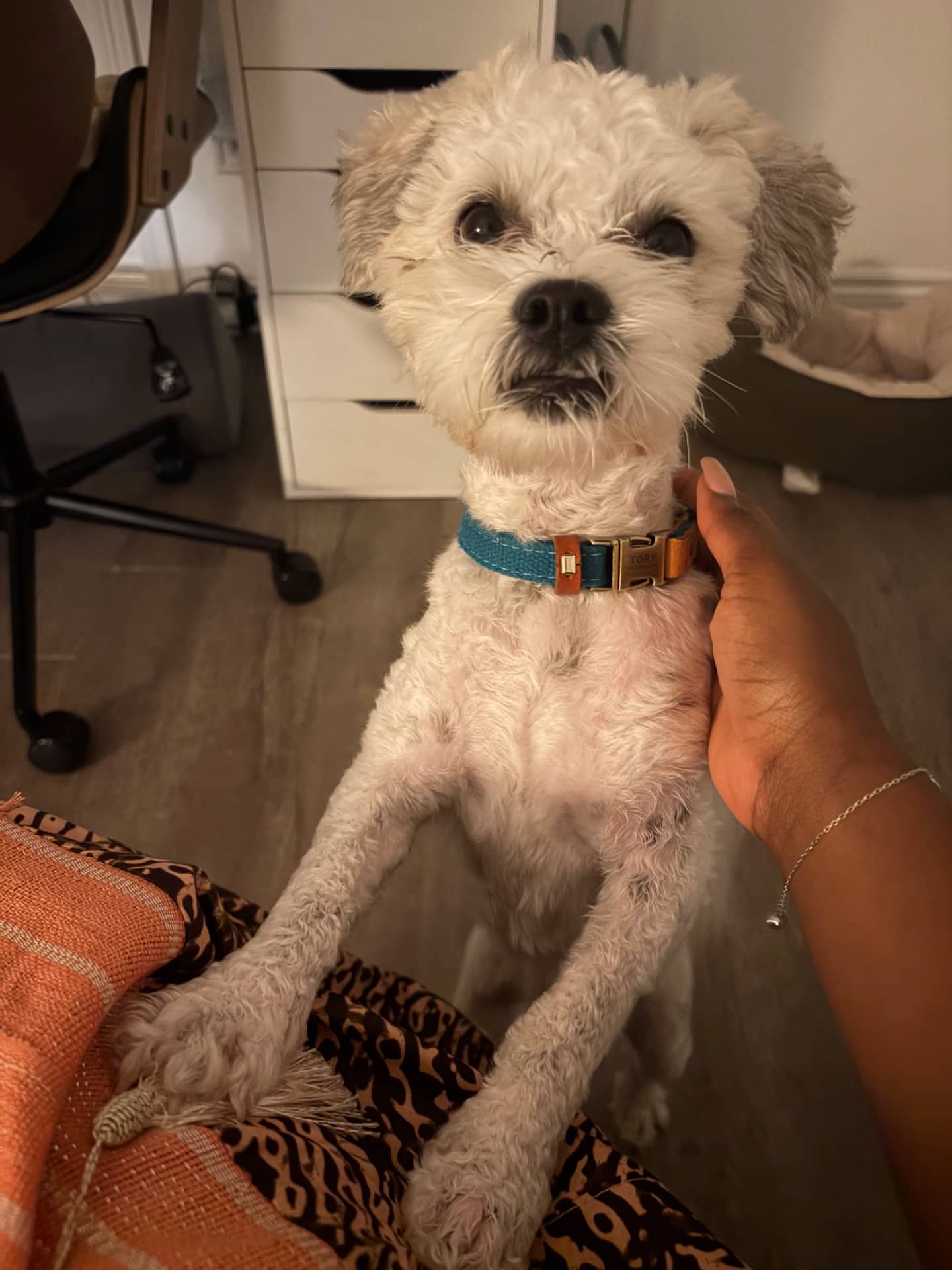 Tory - Lhasa apso available for adoption at Owner Rehoming in Mississauga (1 of 2)