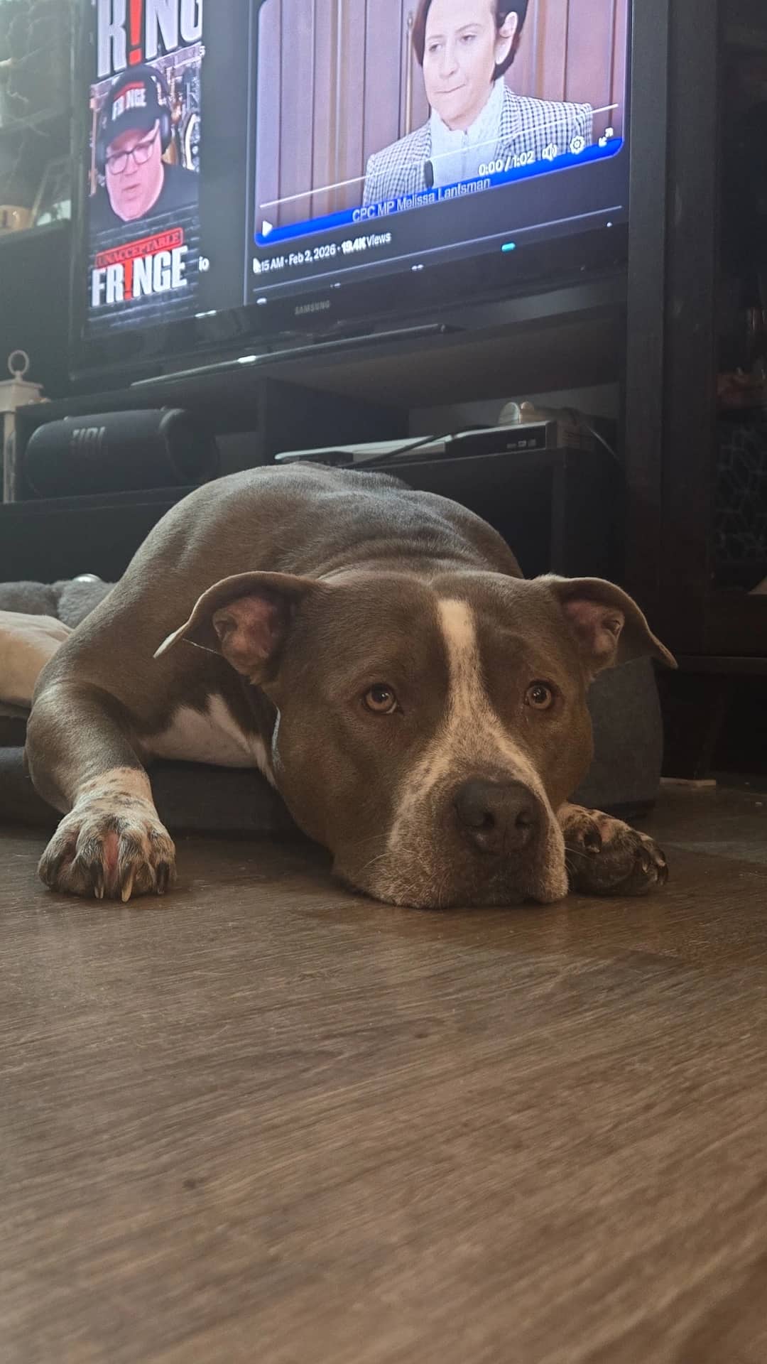 Lady - American Bully available for adoption at Owner Rehoming in Thunder Bay (1 of 5)