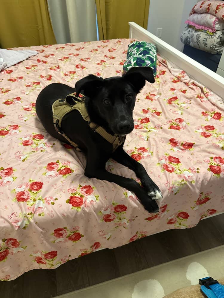 Willow - GSP / Husky available for adoption in New Brunswick