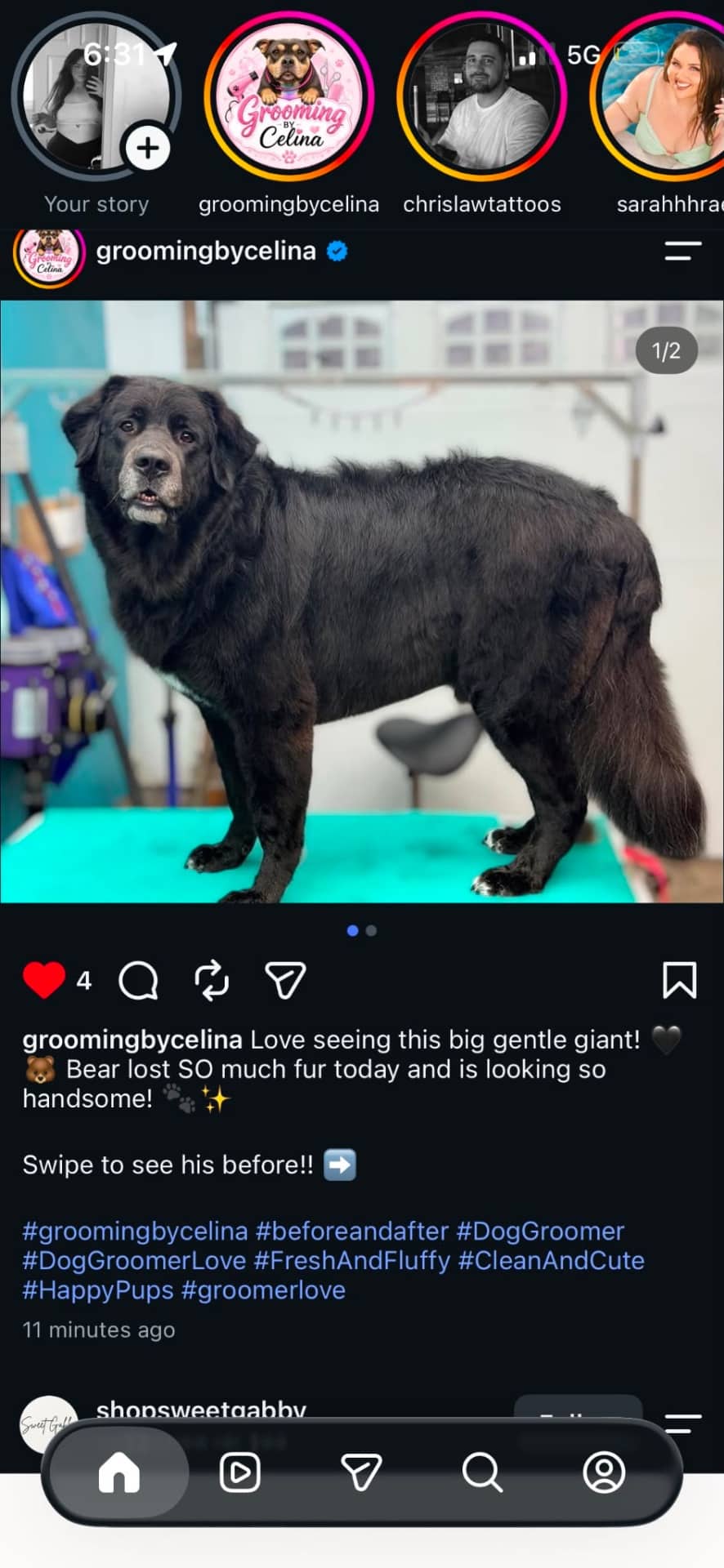 Bear - Great Pyrenees available for adoption at Owner Rehoming in Ottawa (1 of 4)