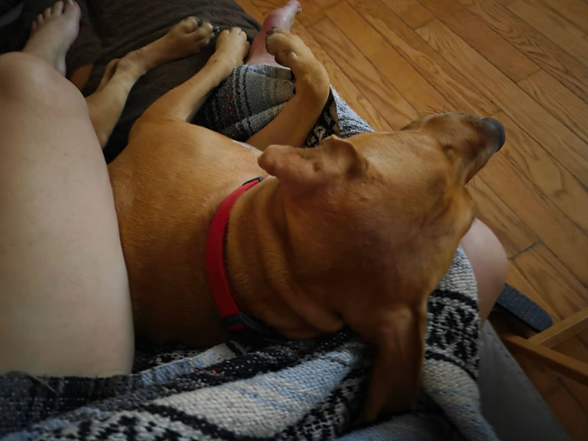 Copper - Mixed Breed available for adoption in Ontario