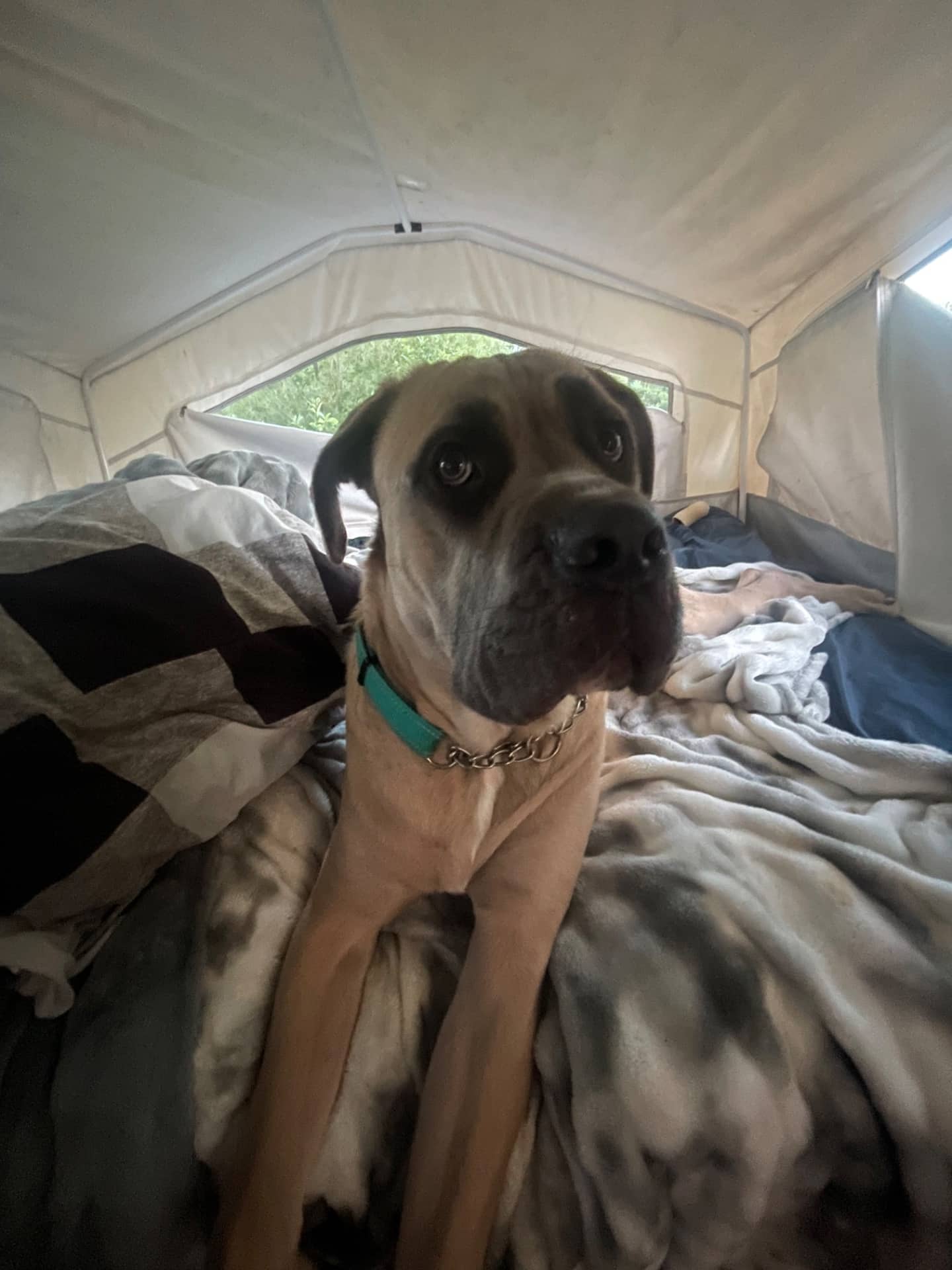 Zeus - Cane corso available for adoption in New Brunswick