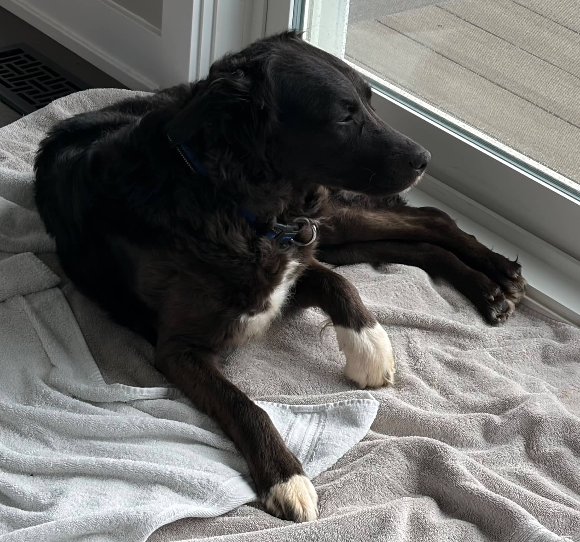 Harley - Collie mix available for adoption in Ontario