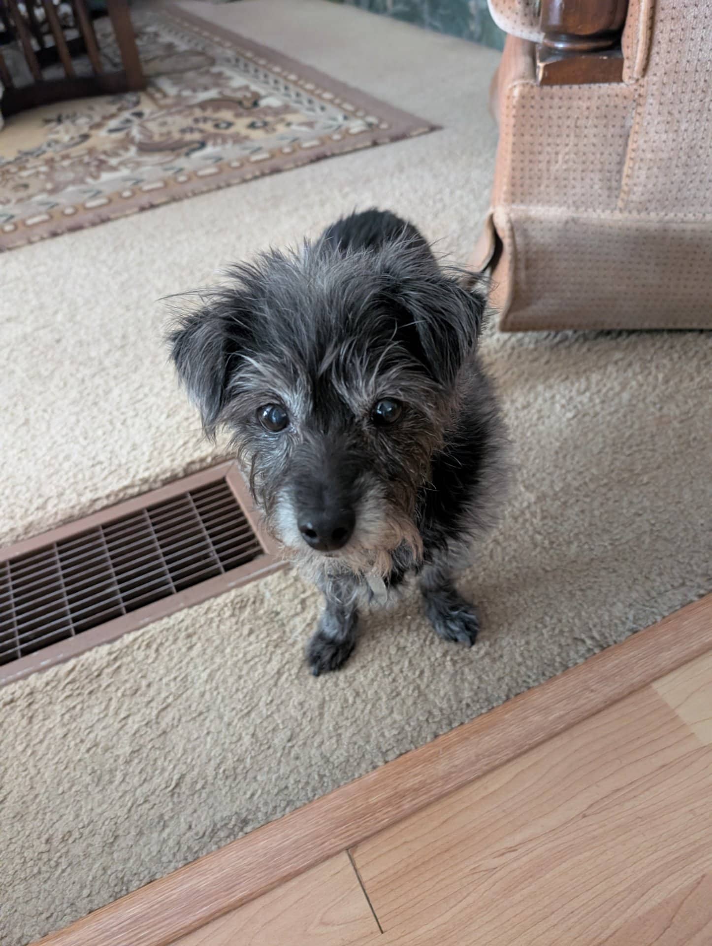 Nibbs - Cairn Terrier cross available for adoption at Owner Rehoming in Calgary (1 of 3)