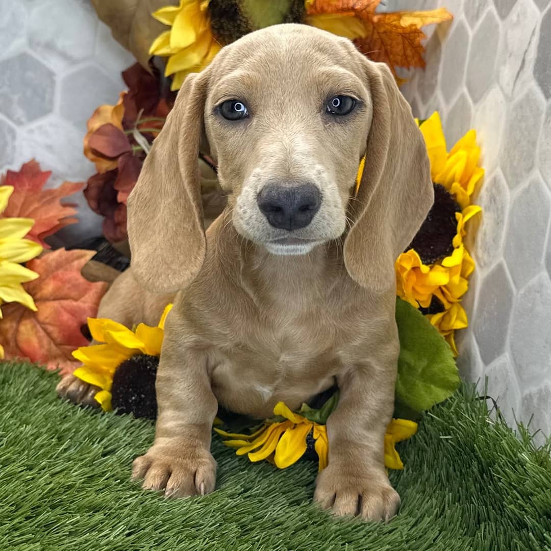 Kasper - Dachshund available for adoption in Alberta