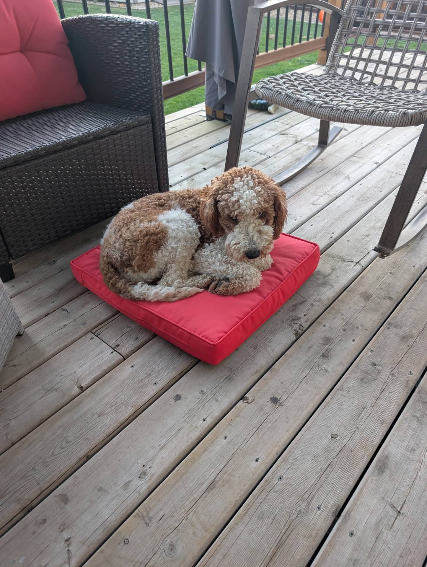 Otis - Goldendoodle available for adoption in Alberta