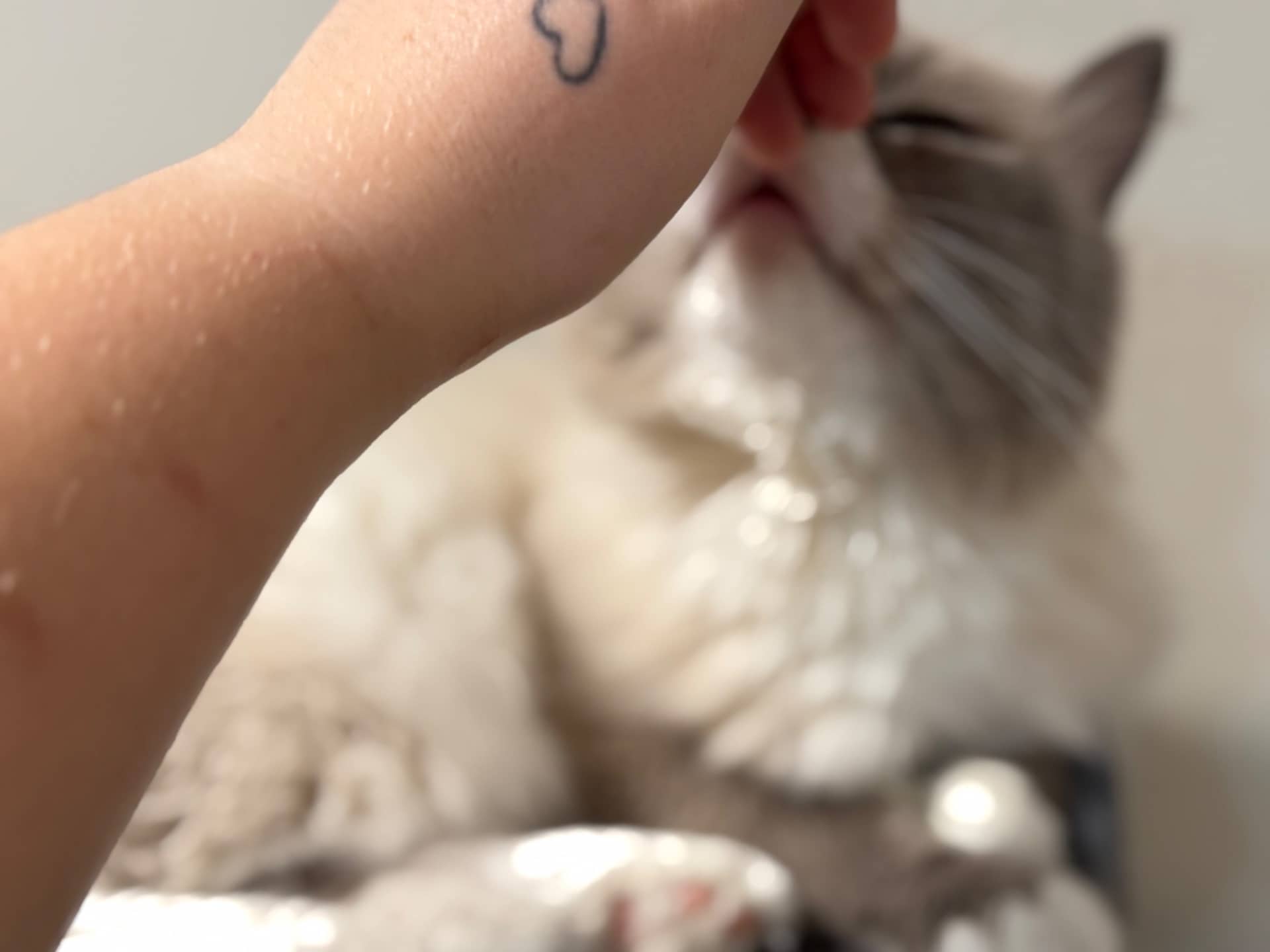 Milo - Ragdoll available for adoption