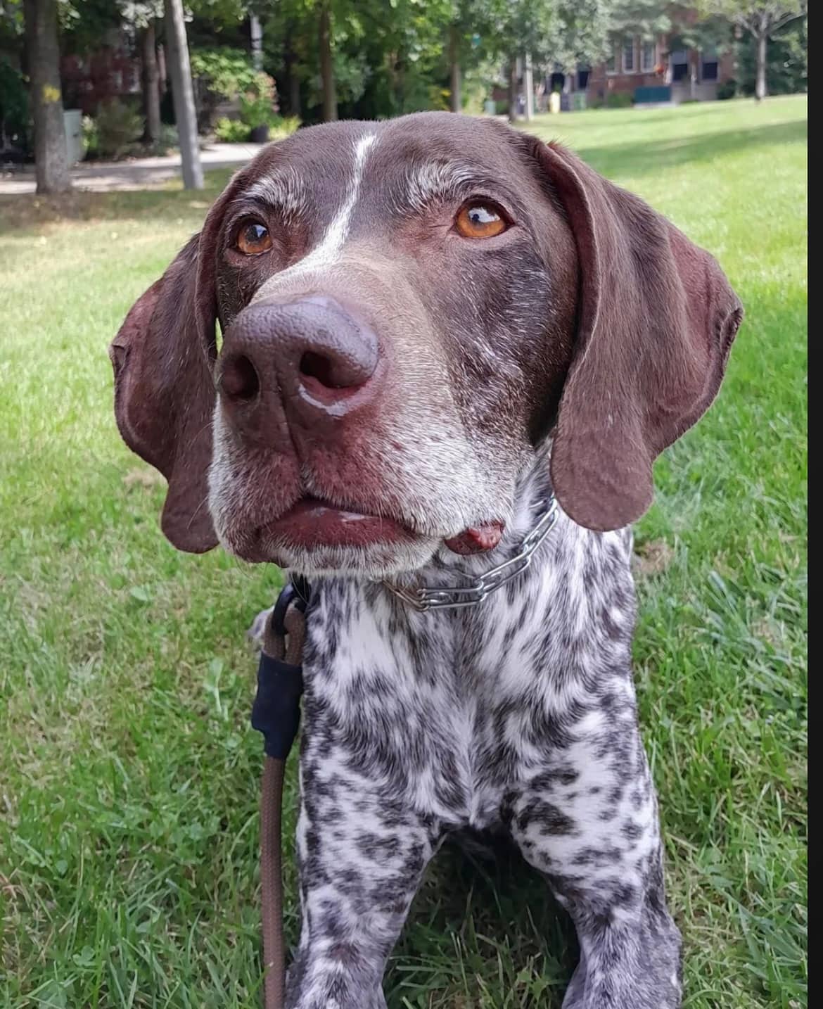 Wallace - German Shorthaired Pointer available for adoption in Ontario