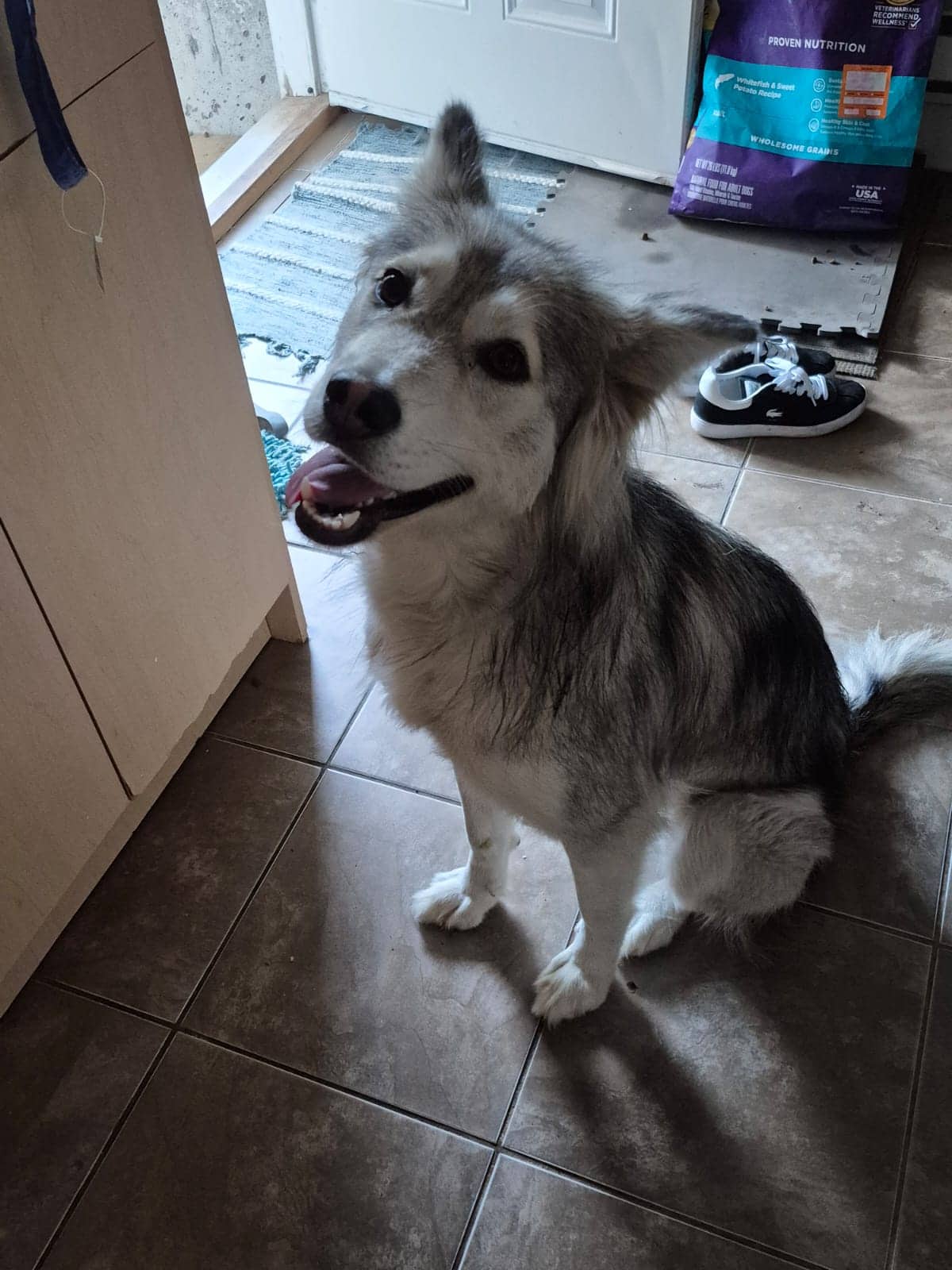 Grace - Husky Mix available for adoption at Owner Rehoming in Vancouver