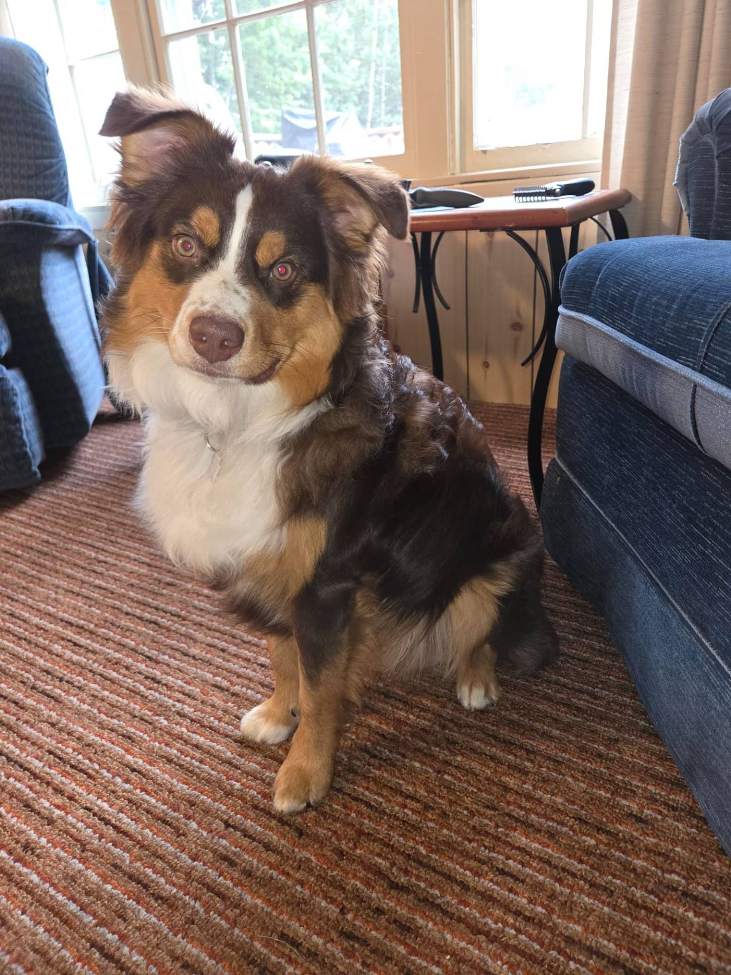 Boomer - Australian Shepherd available for adoption in Alberta