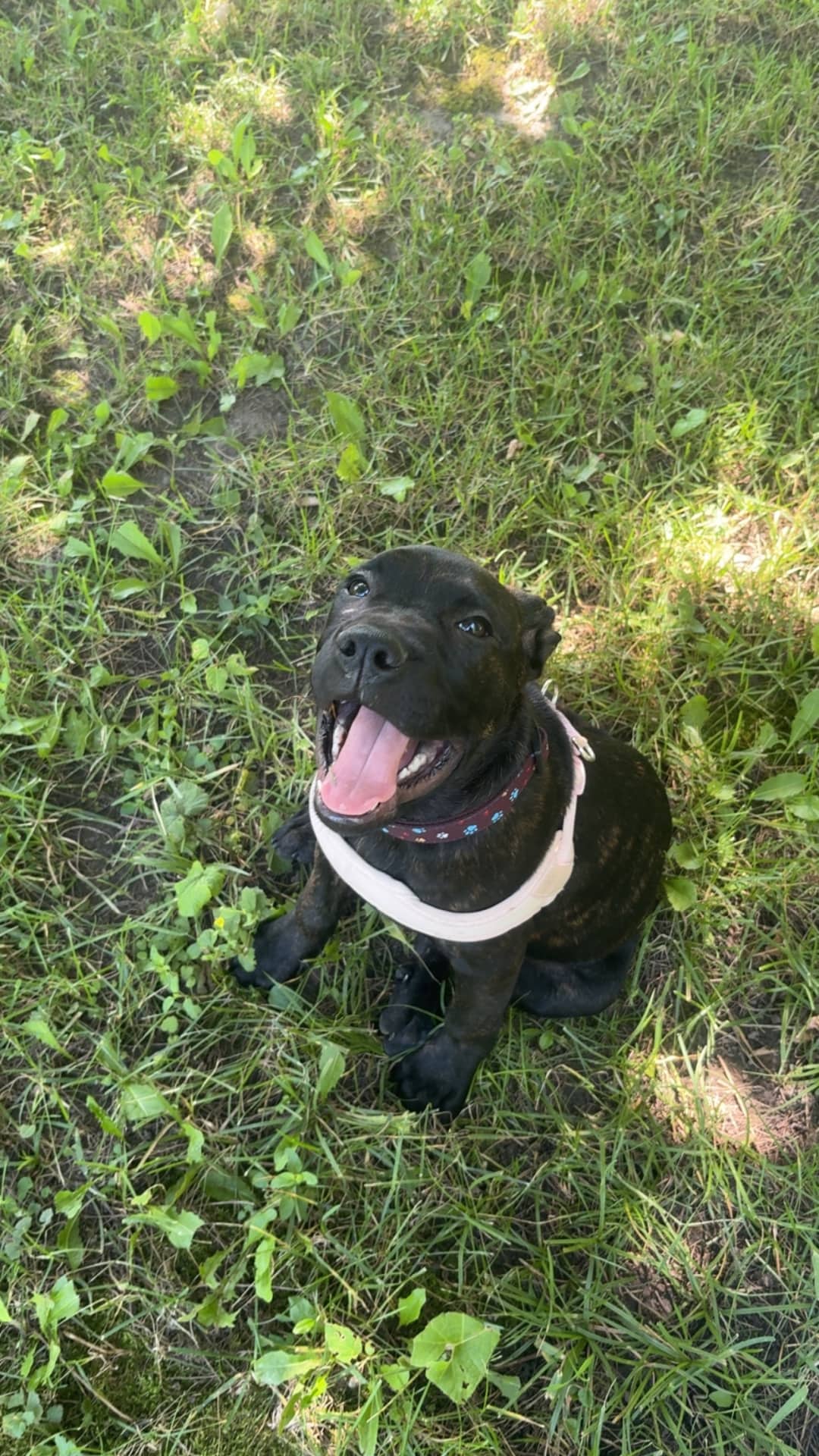 Gup - Mixed Breed available for adoption in Ontario
