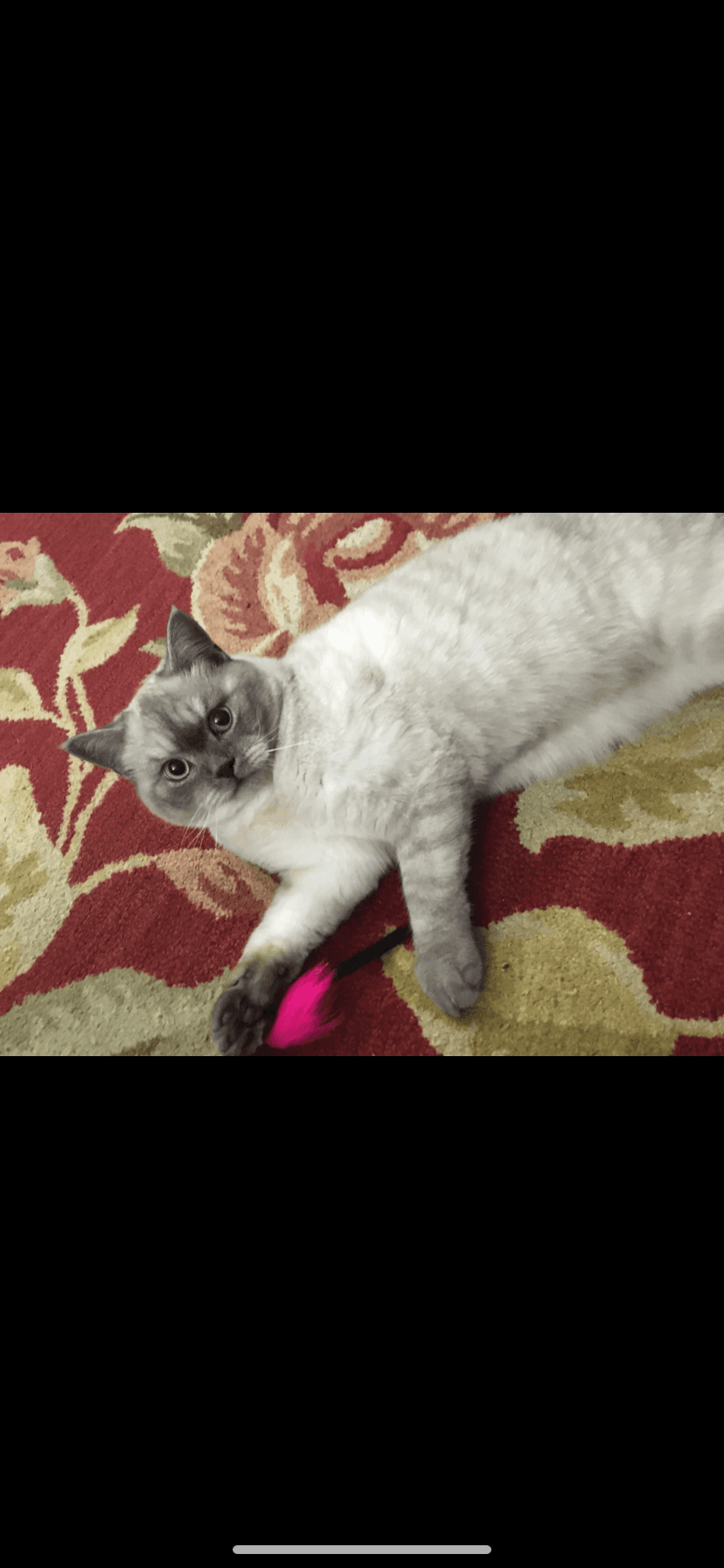 Bamsi - Siamese mix / blue-point domestic shorthair available for adoption