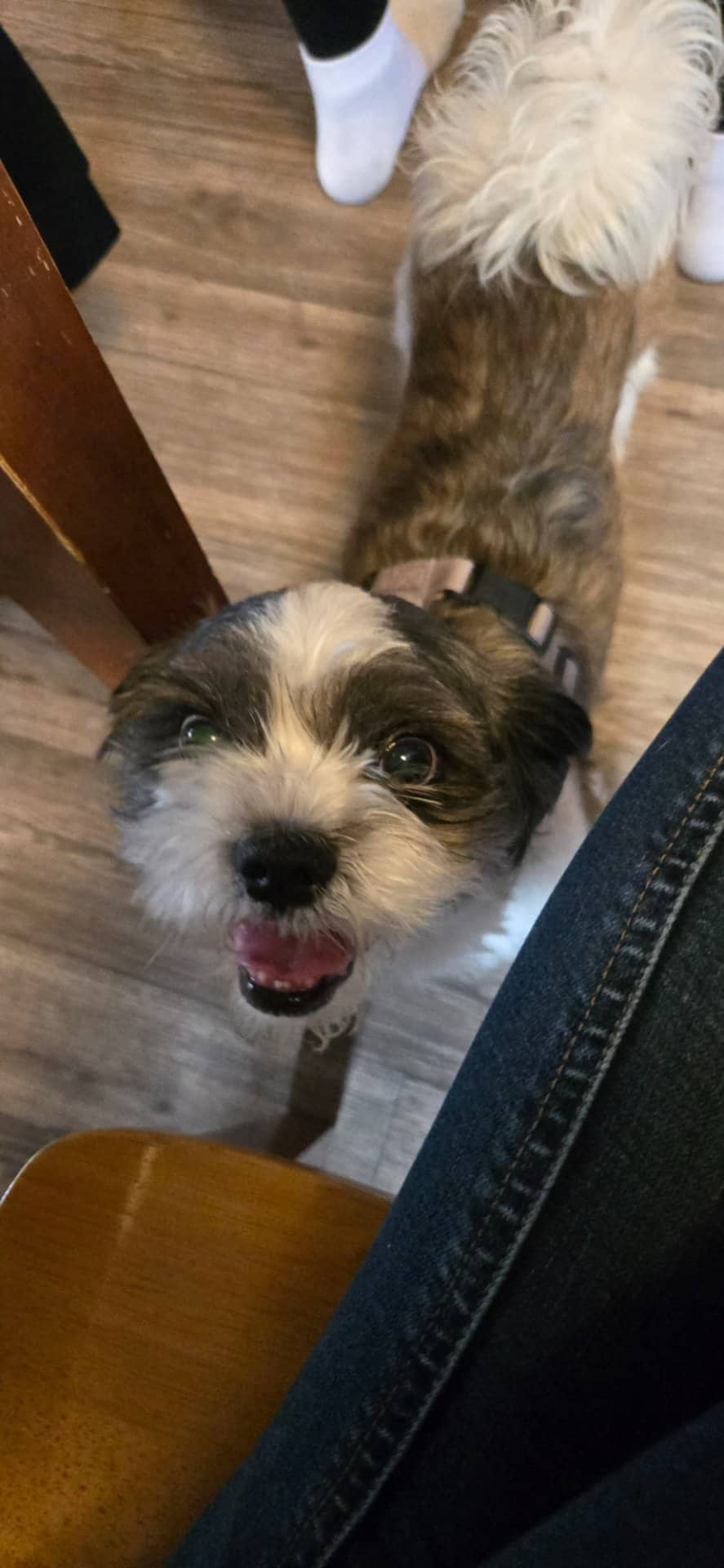 Mack - Shih Tzu Llapsa Apso Terrier available for adoption at Owner Rehoming in Leduc (1 of 5)